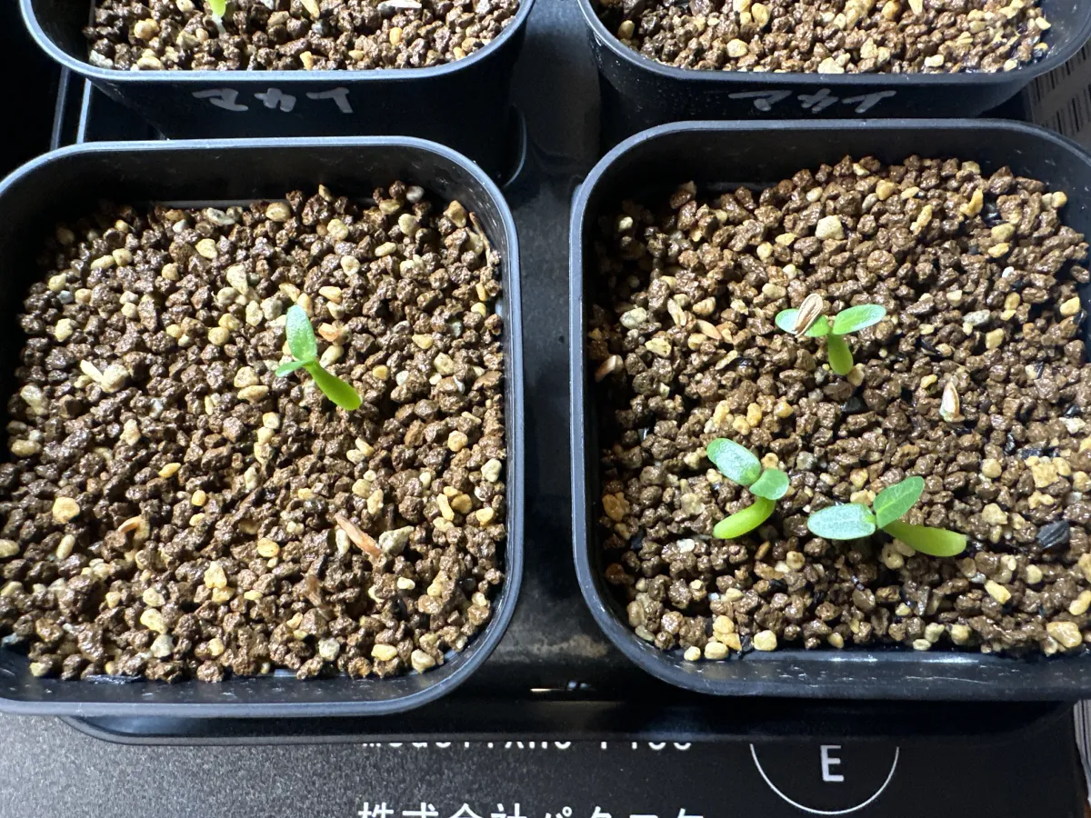 Pachypodium rosulatum subsp. makayense (パキポディウム マカイエンセ)