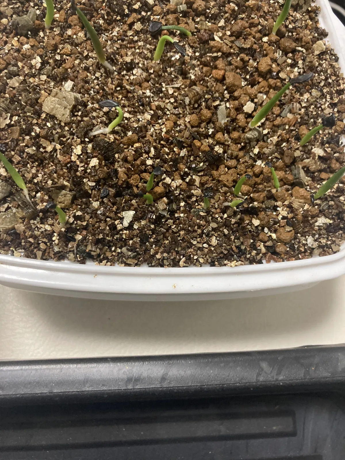 Agave bracteosa (アガベ ブラクテオーサ)