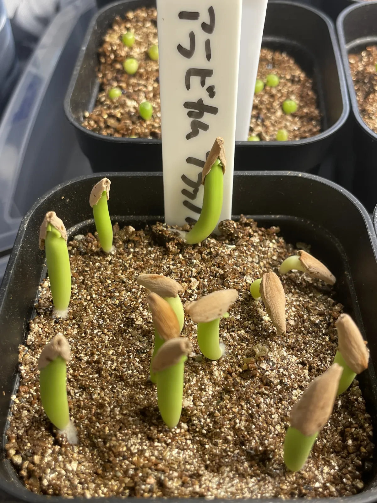 Adenium arabicum Black Stem (アデニウム アラビカム ブラックステム)