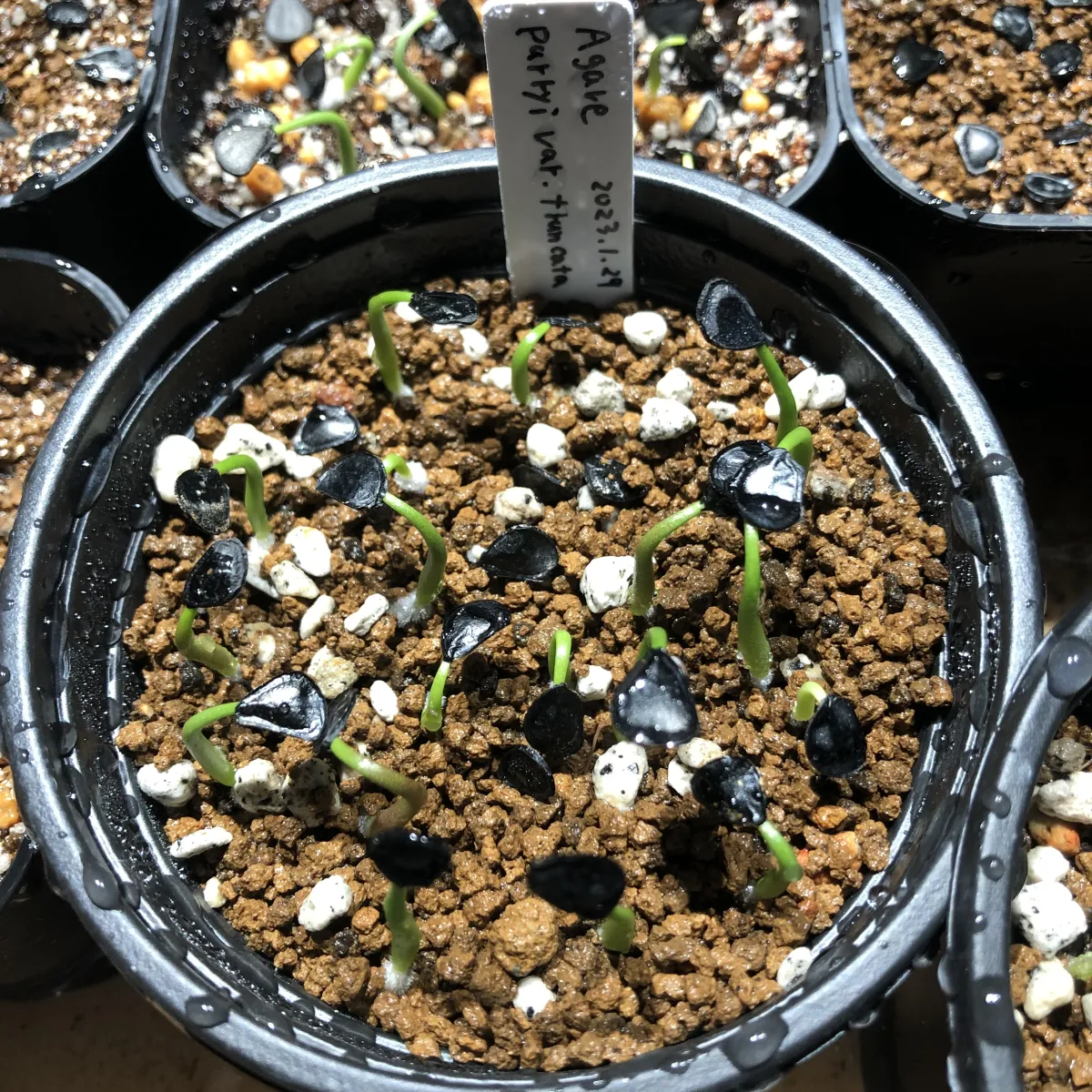 Agave parryi var. truncata (アガベ パリー トランカータ)