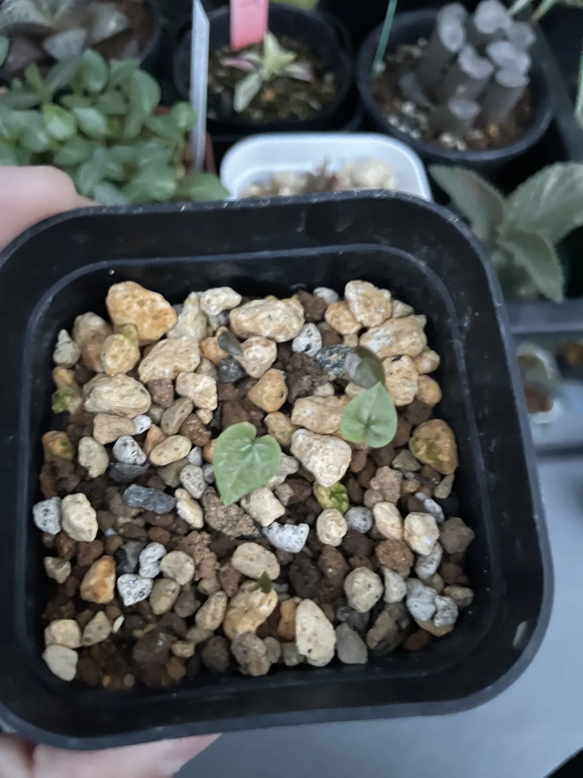 Dioscorea elephantipes (ディオスコレア エレファンティペス2023F)