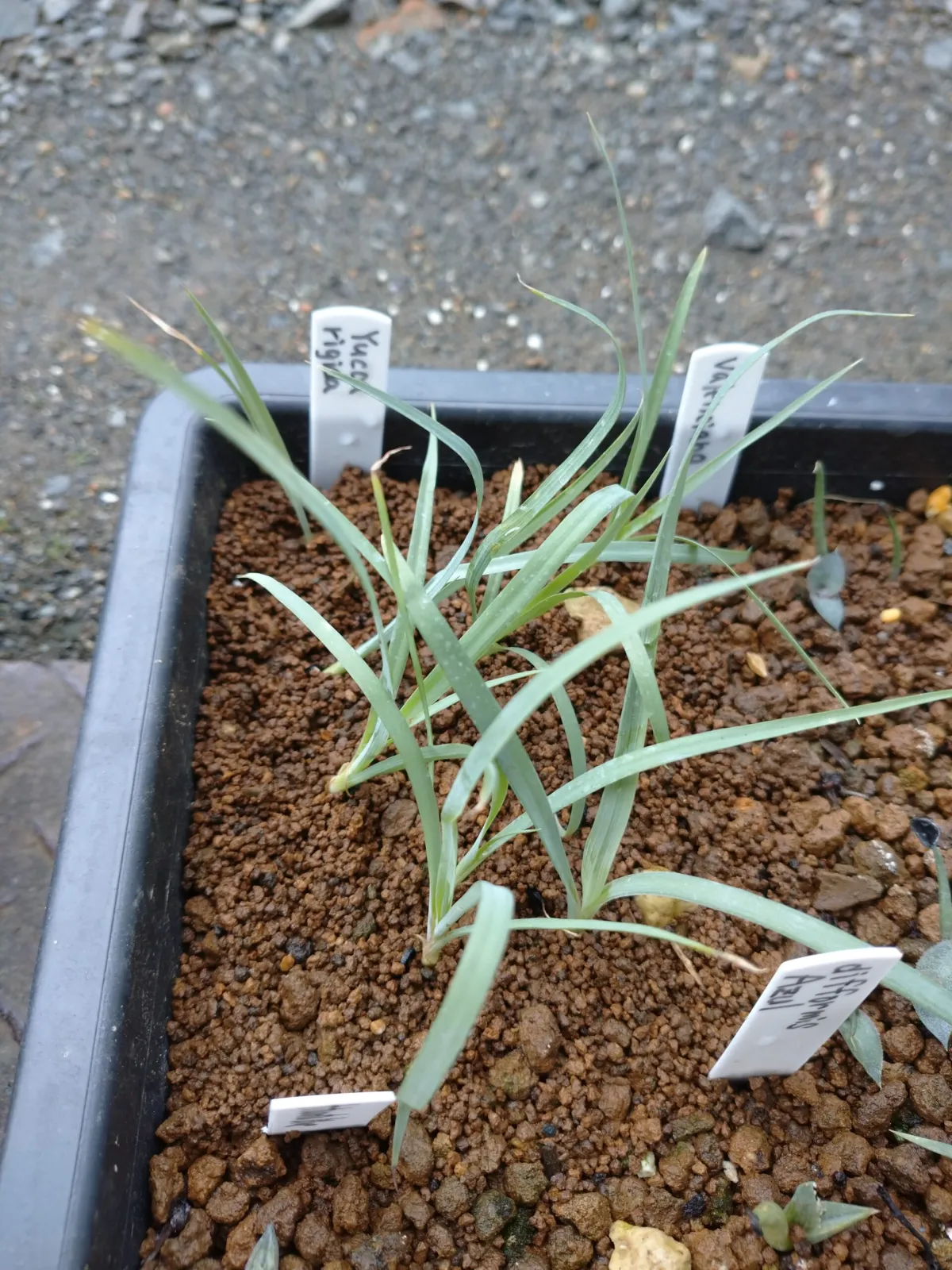 Yucca rigida (ユッカ リギダ)