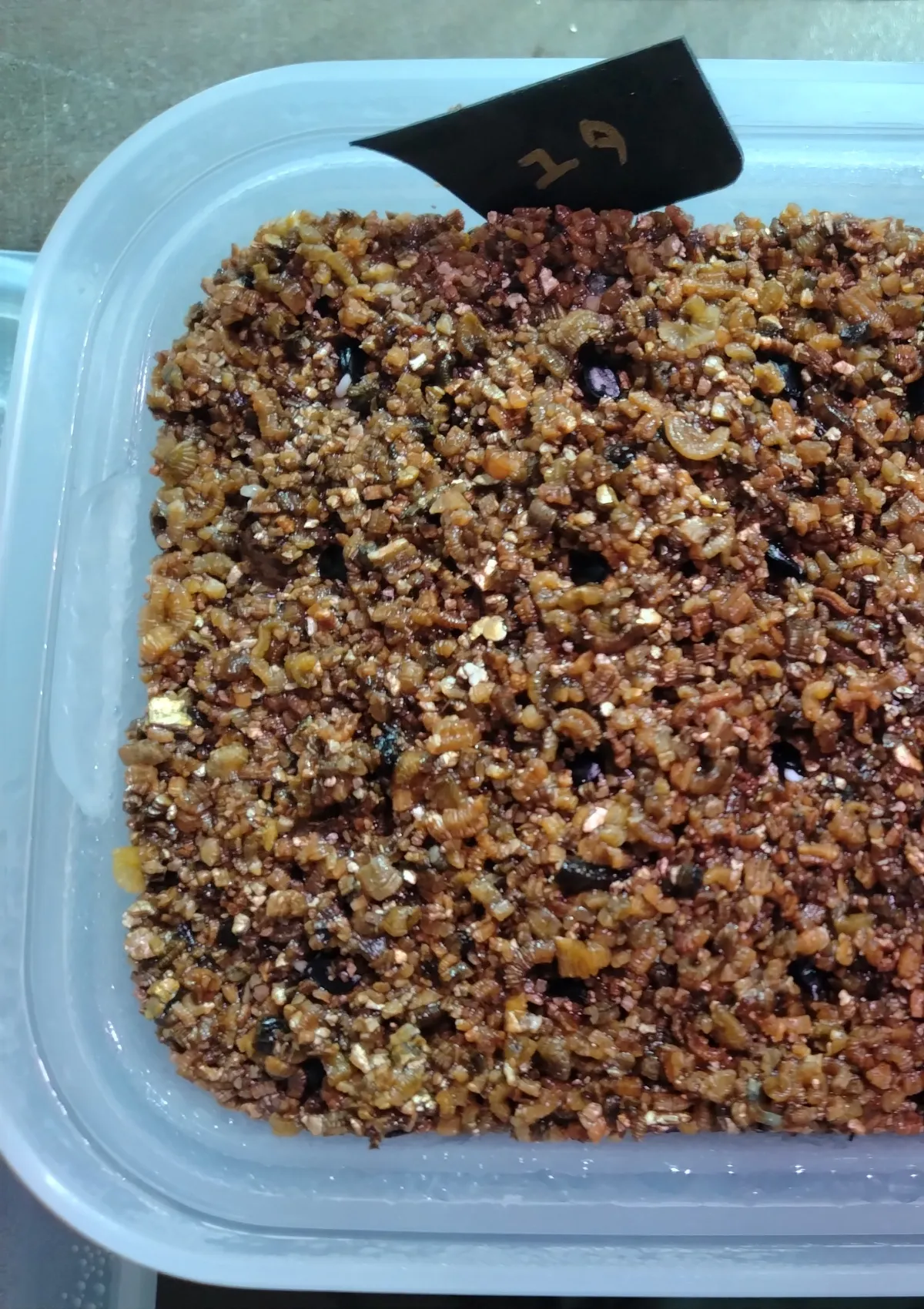 Agave utahensis ssp. utahensis 'Compacta' (アガベ ユタエンシスコンパクタ)