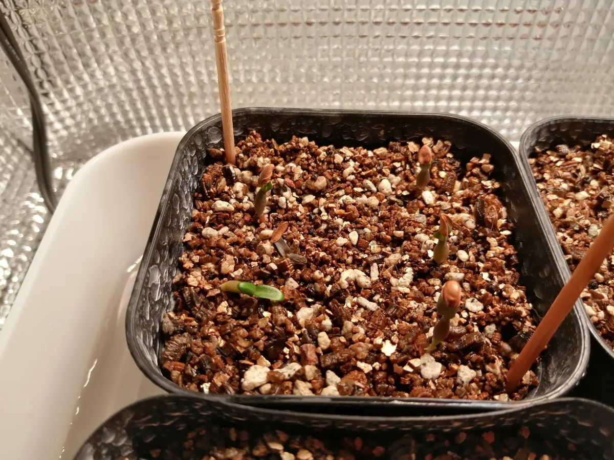 Pachypodium rosulatum var. gracilius (パキポディウム グラキリス)