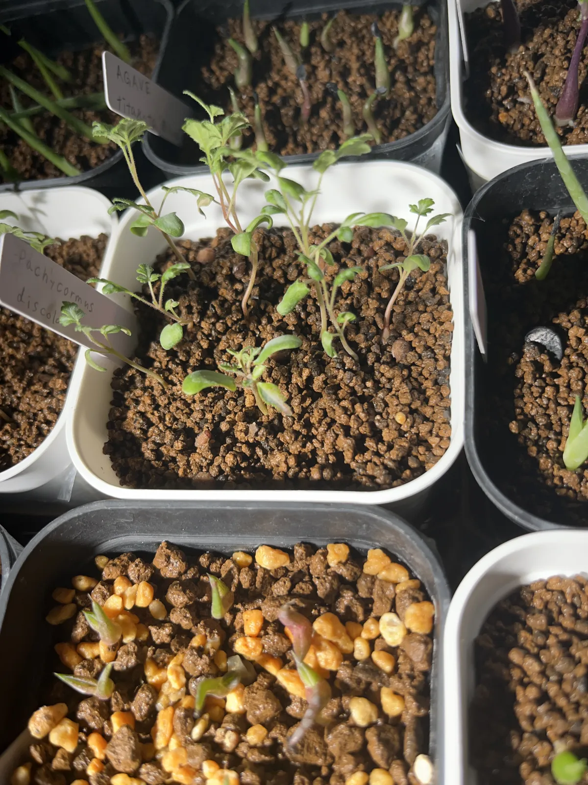 Pachycormus discolor (パキコルムス ディスカラー)