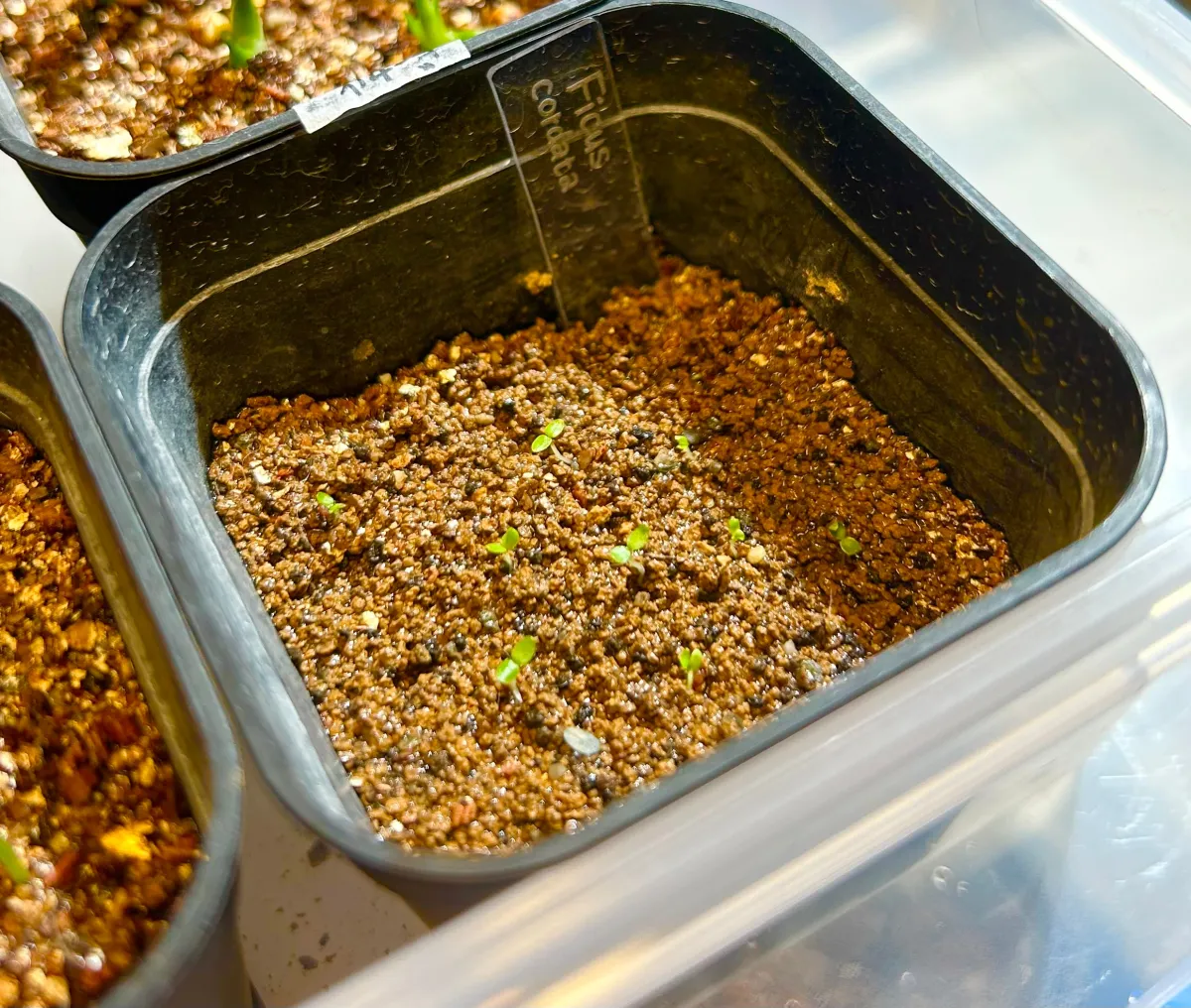 Ficus cordata (フィカス コルダタ)