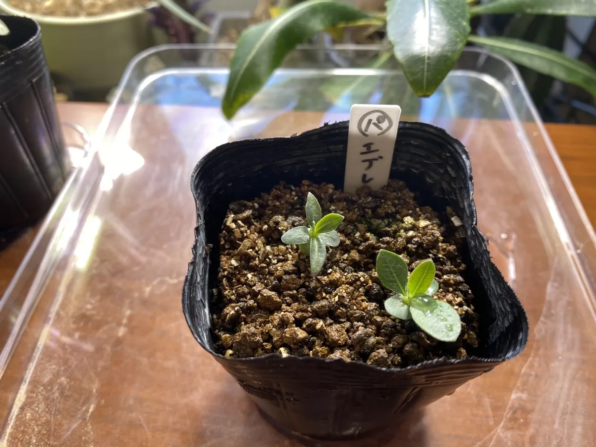 Pachypodium rosulatum var. eburneum (パキポディウム エブレネウム)