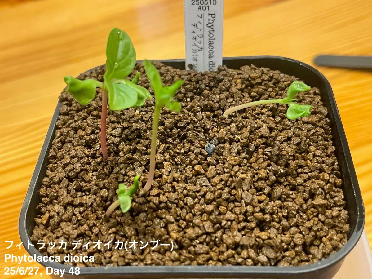 Phytolacca dioica (フィトラッカ ディオイカ)