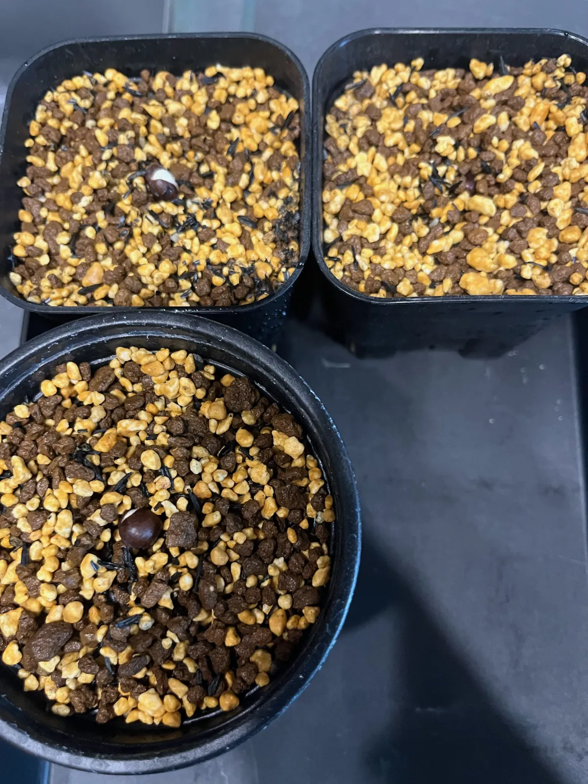 Pseudobombax ellipticum (セウドボンバックス エリプティカム ラブラム)