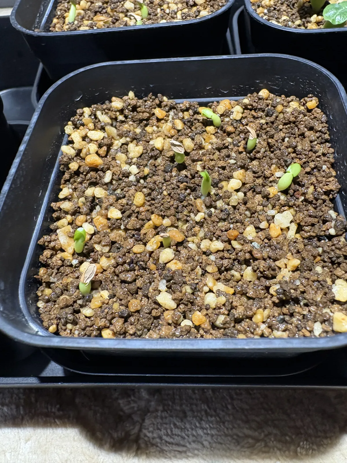 Pachypodium enigmaticum (パキポディウム エニグマチカム)