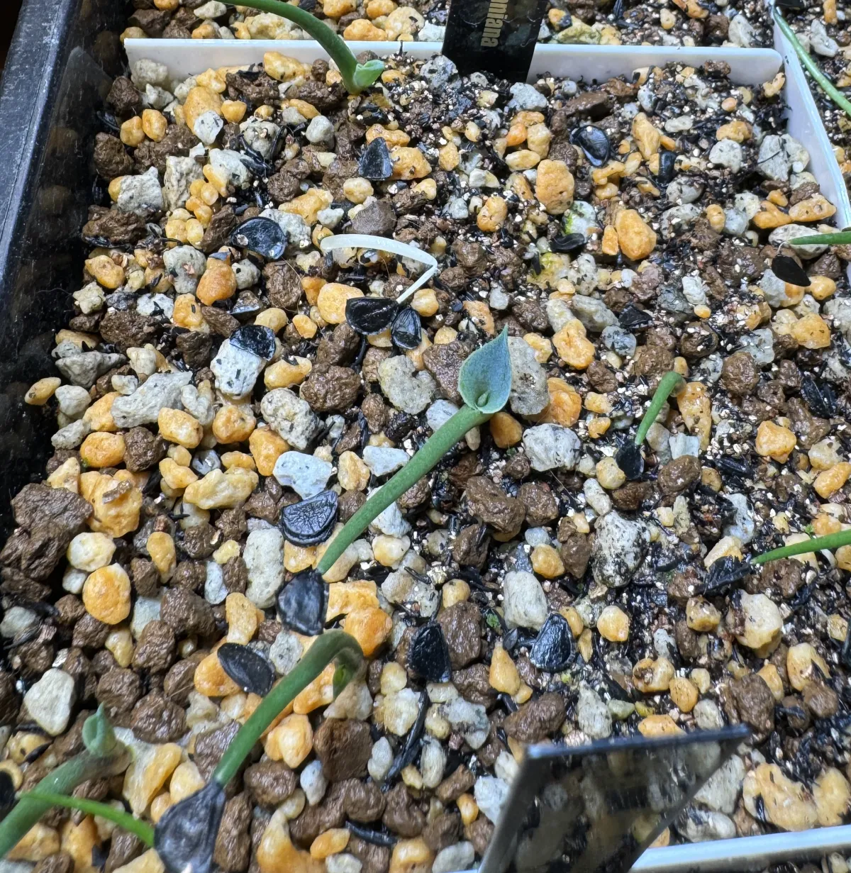 Agave seemanniana (アガベ シーマニアナ)