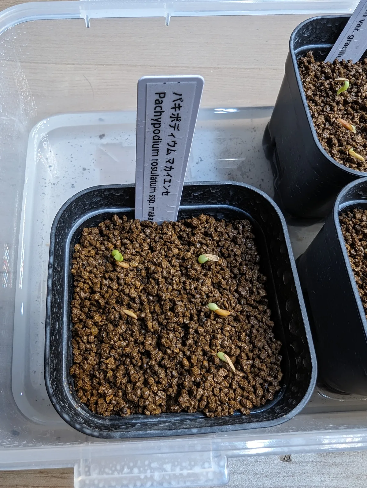 Pachypodium rosulatum subsp. makayense (パキポディウム マカイエンセ)