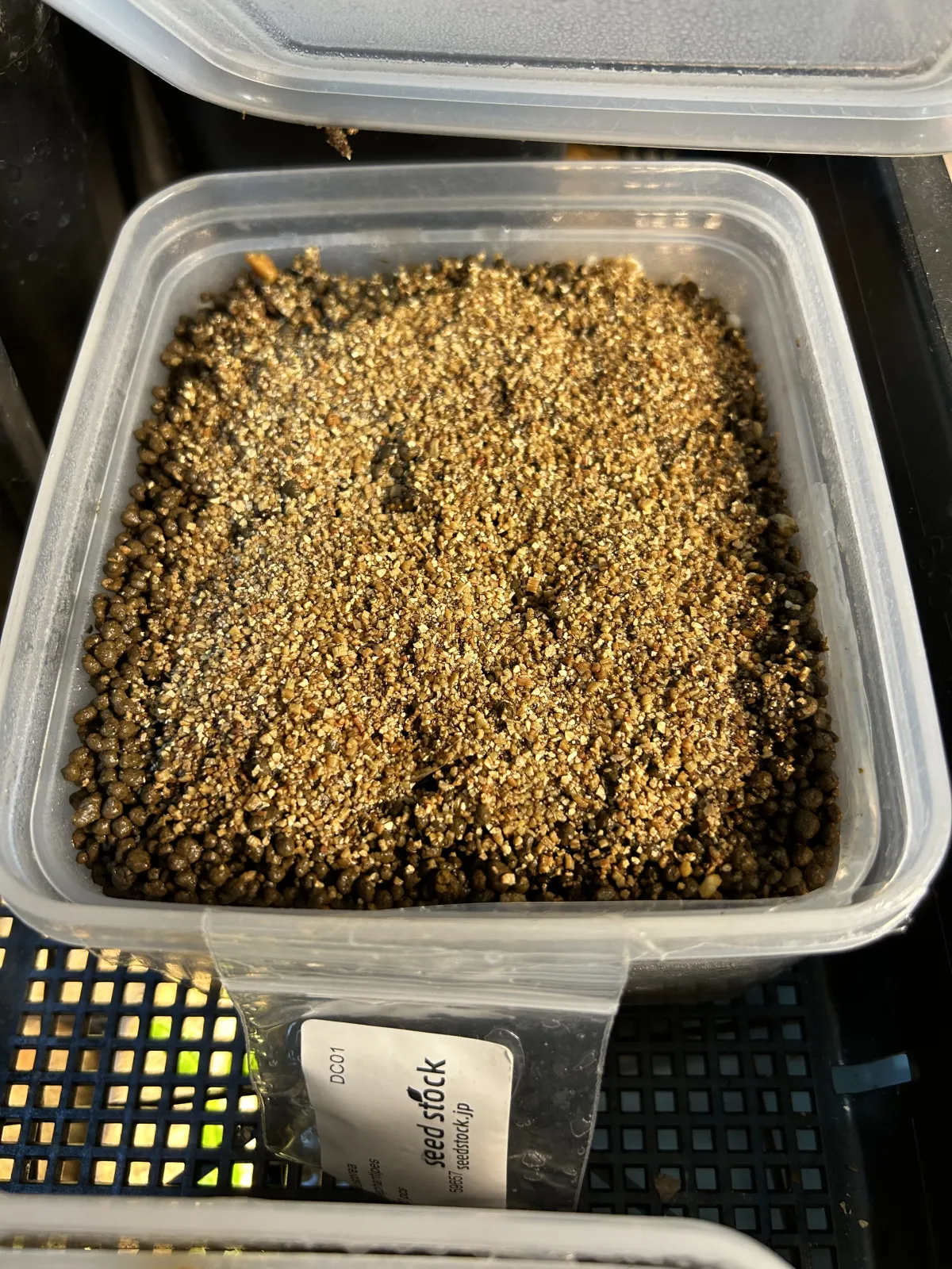 Dioscorea elephantipes (ディオスコレア エレファンティペス アフリカ亀甲竜)