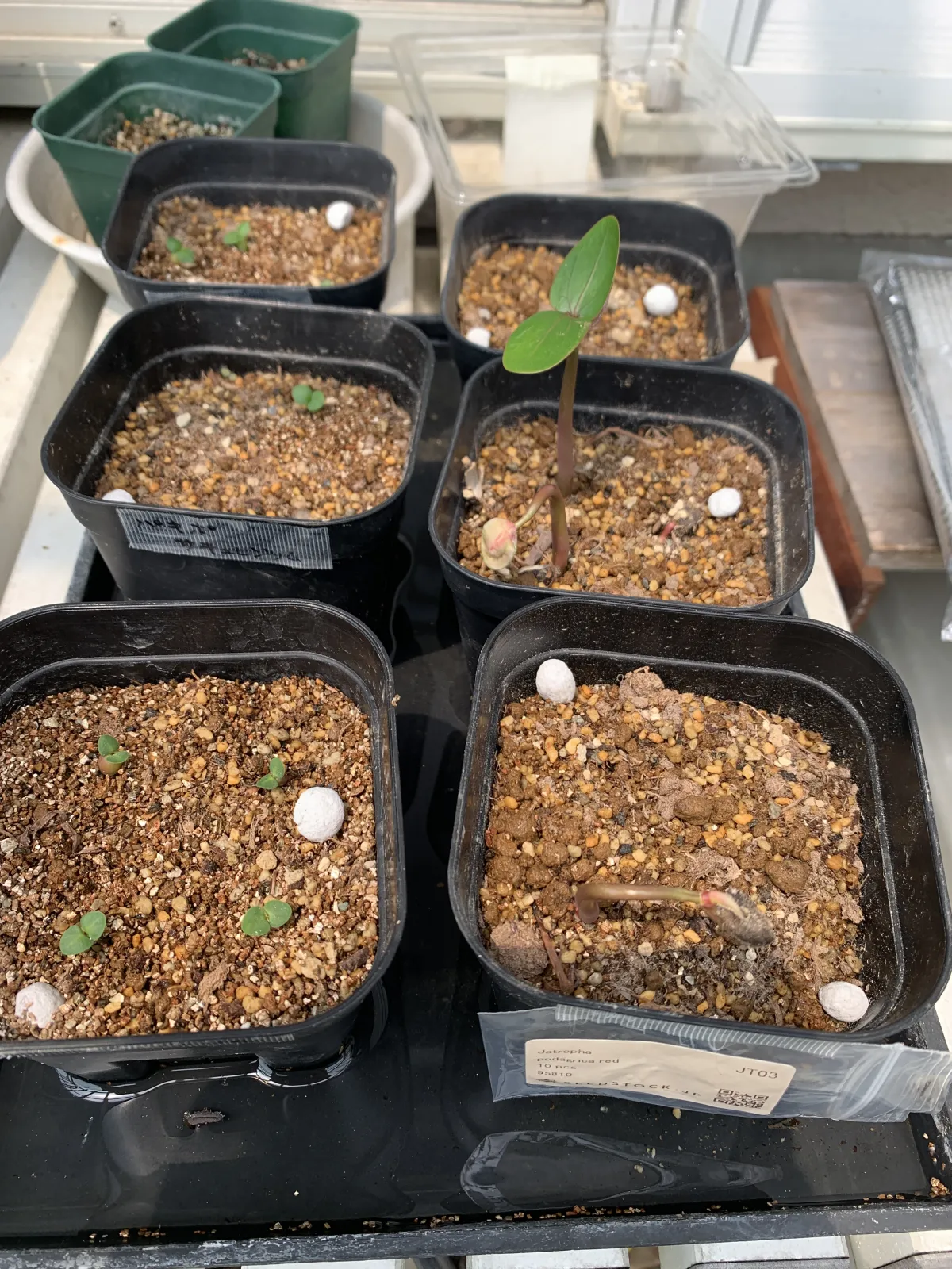 Pachypodium succulentum (パキポディウム サキュレンタム 天馬空)