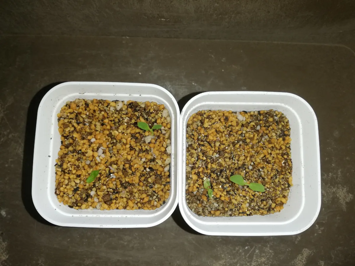 Dorstenia foetida (ドルステニア フォエチダ)