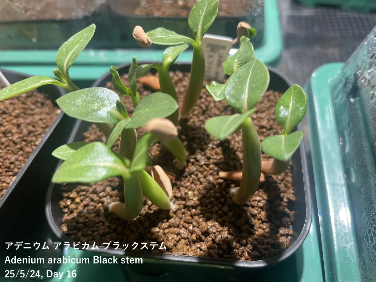 Adenium arabicum Black Stem (アデニウム アラビカム ブラックステム)