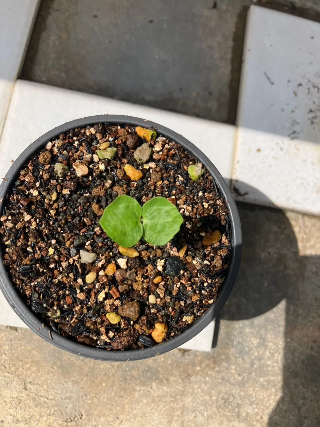 Commiphora monstruosa (コミフォラ モンストローサ)