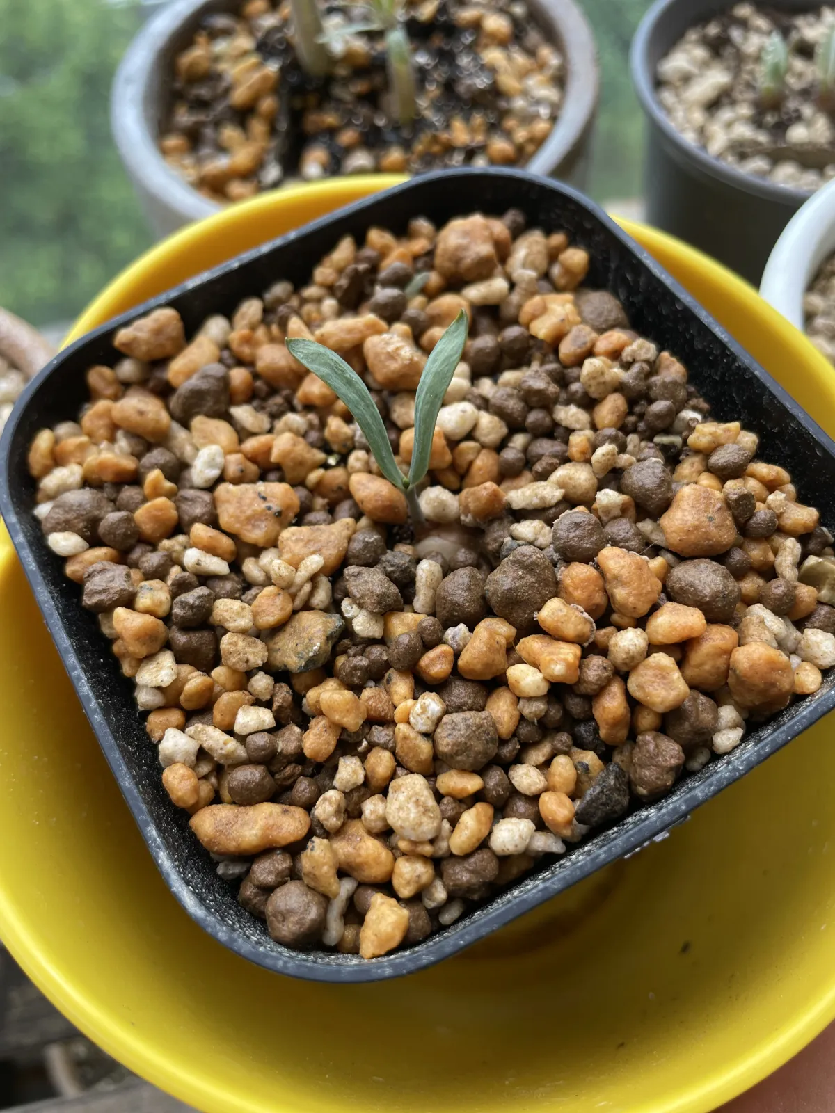 Welwitschia mirabilis (ウェルウィッチア ミラビリス 奇想天外)