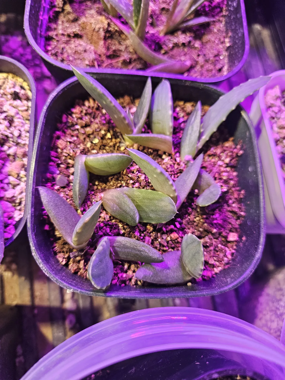 Aloe aculeata (アロエ アクレアータ ホワイトソーン)