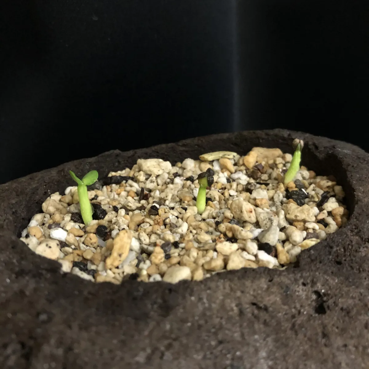 Euphorbia gorgonis (ユーフォルビア ゴルゴニス 金輪際)