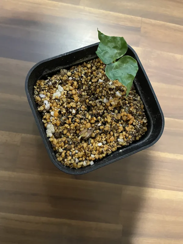 Commiphora hyphaenoides sp. tulear (コミフォラ ヒファエノイデス)