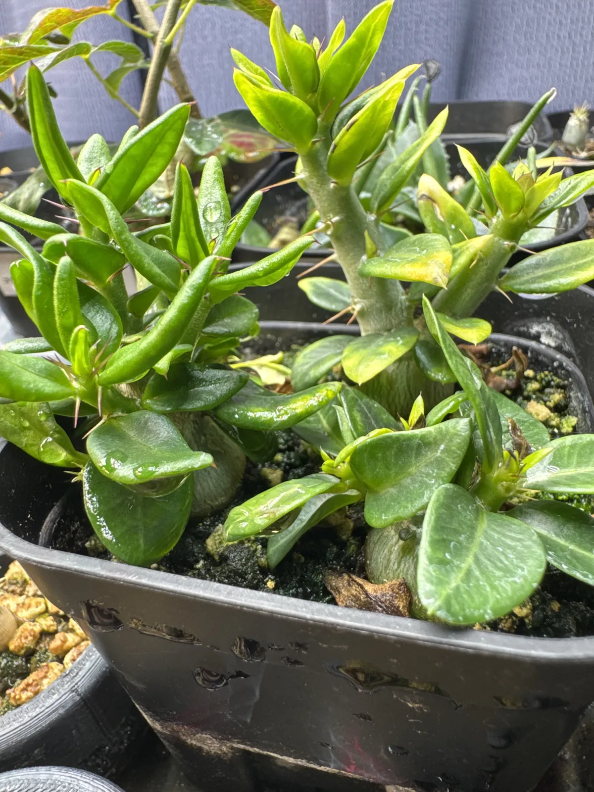 Pachypodium bispinosum (パキポディウム ビスピノーサム)