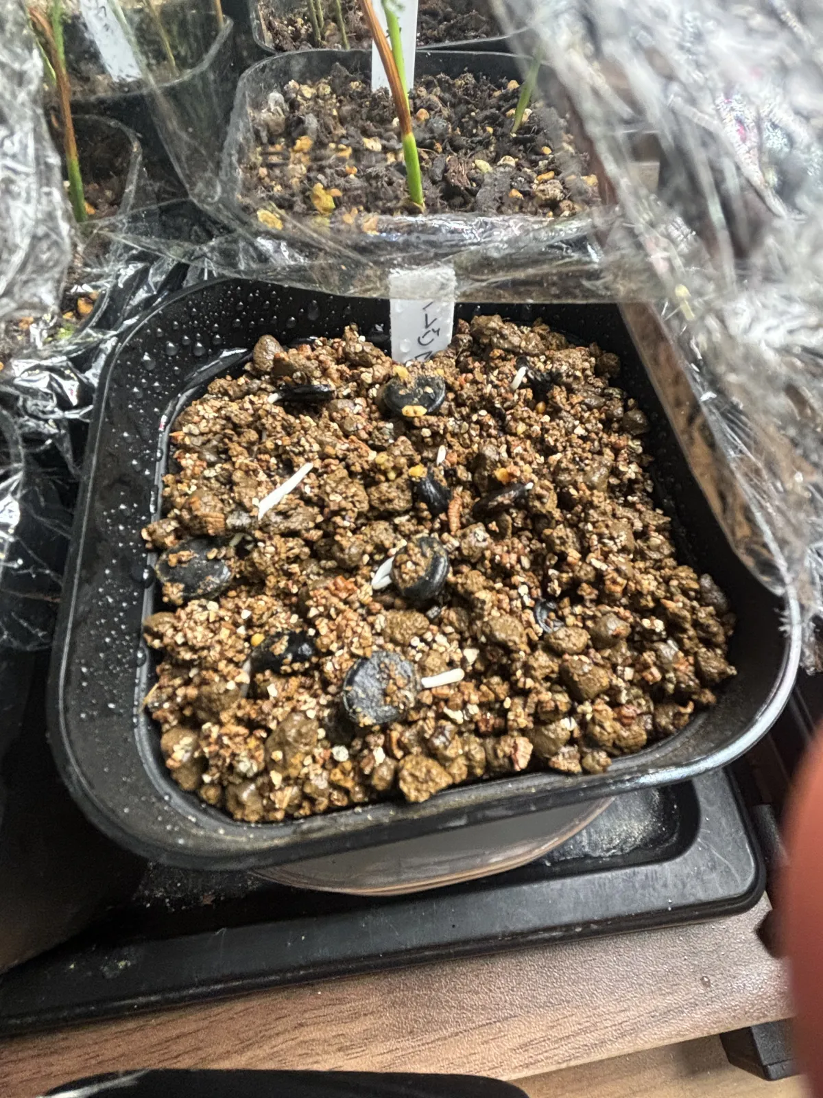 Yucca brevifolia (ユッカ ブレビフォリア)