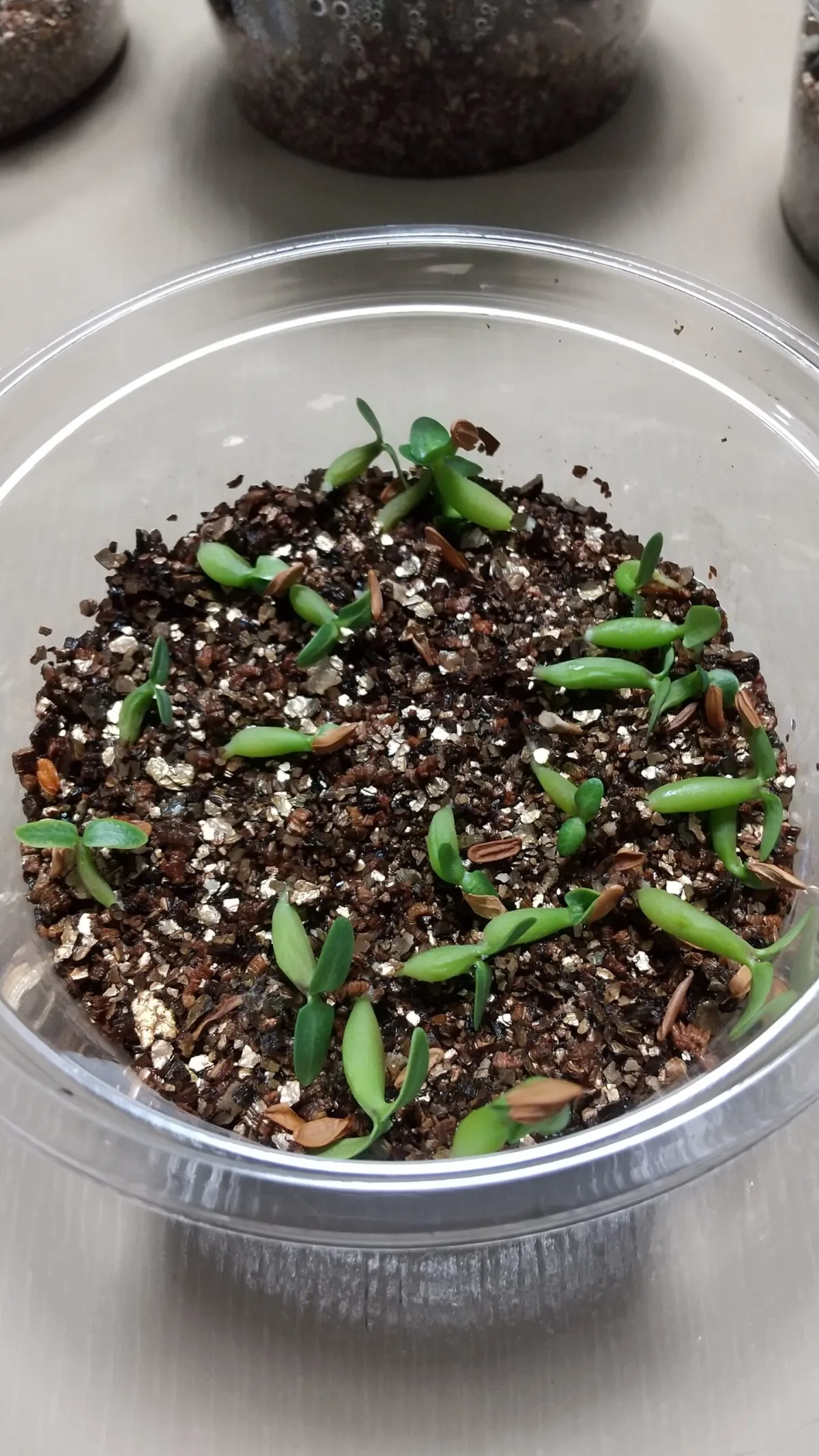 Pachypodium rosulatum ssp. rosulatum (パキポディウム ロスラーツム)