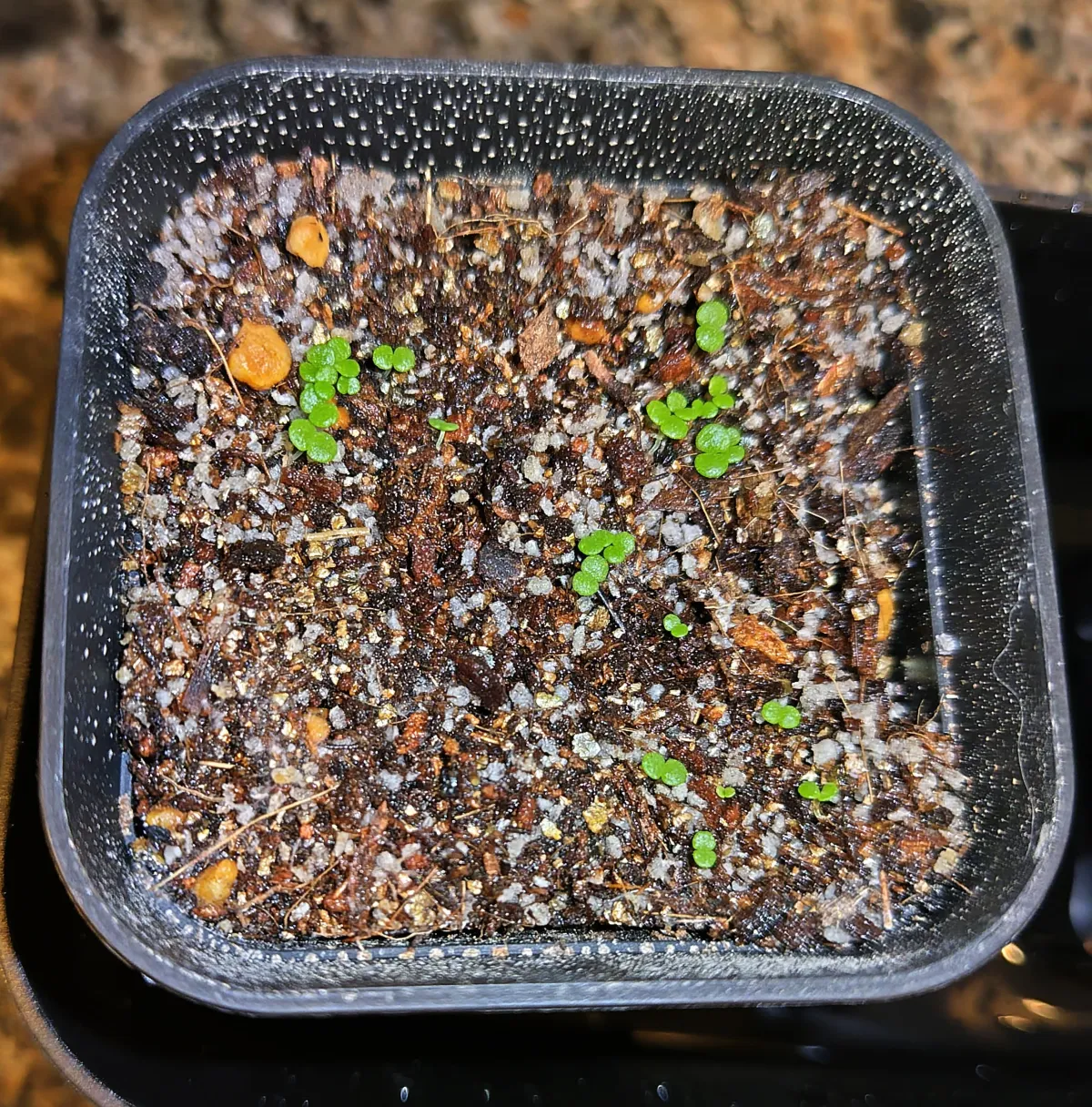 Echeveria laui La Roseta (エケベリア ラウイ)