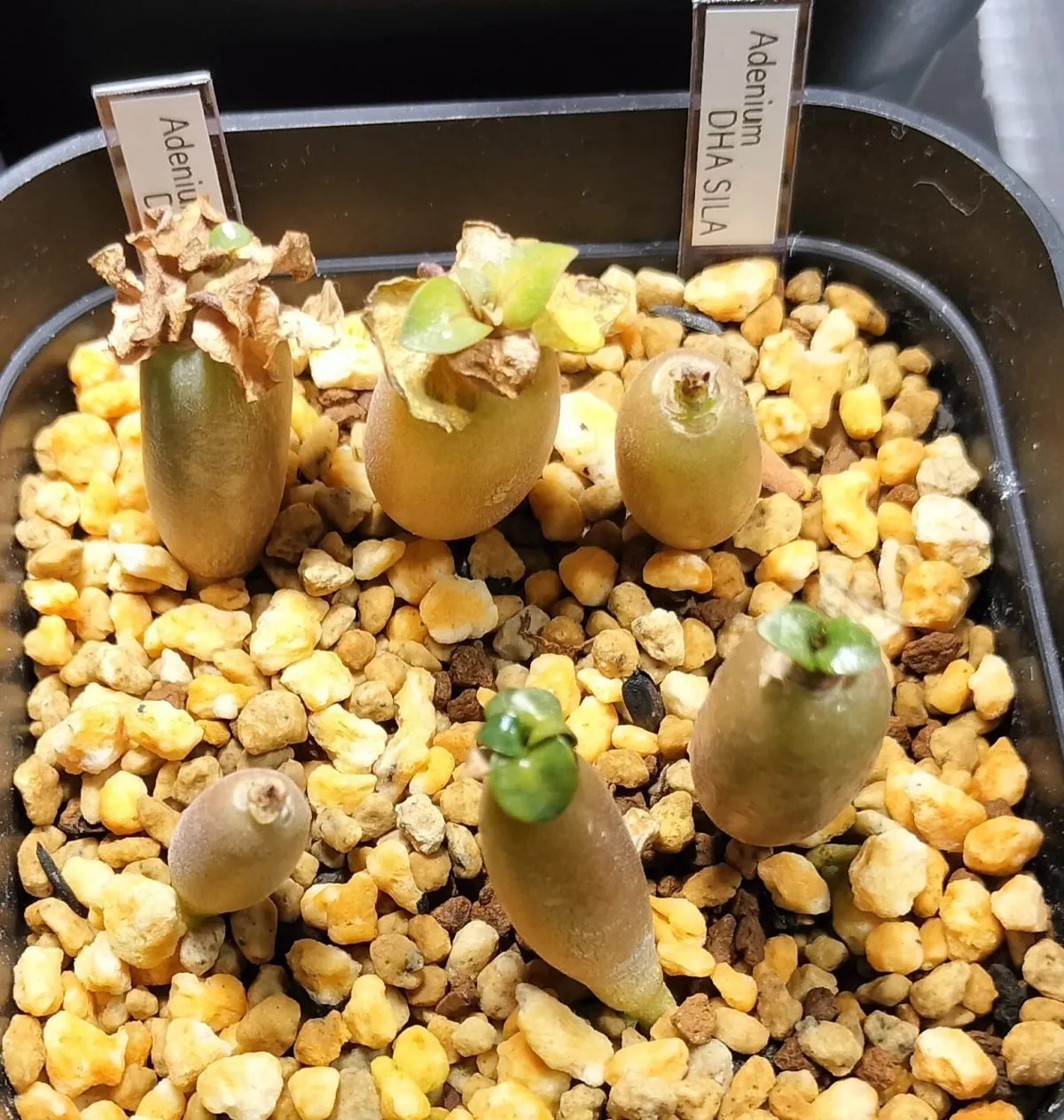 Adenium DHA SILA (アデニウム DHA SILA Adenium DHA SILA)