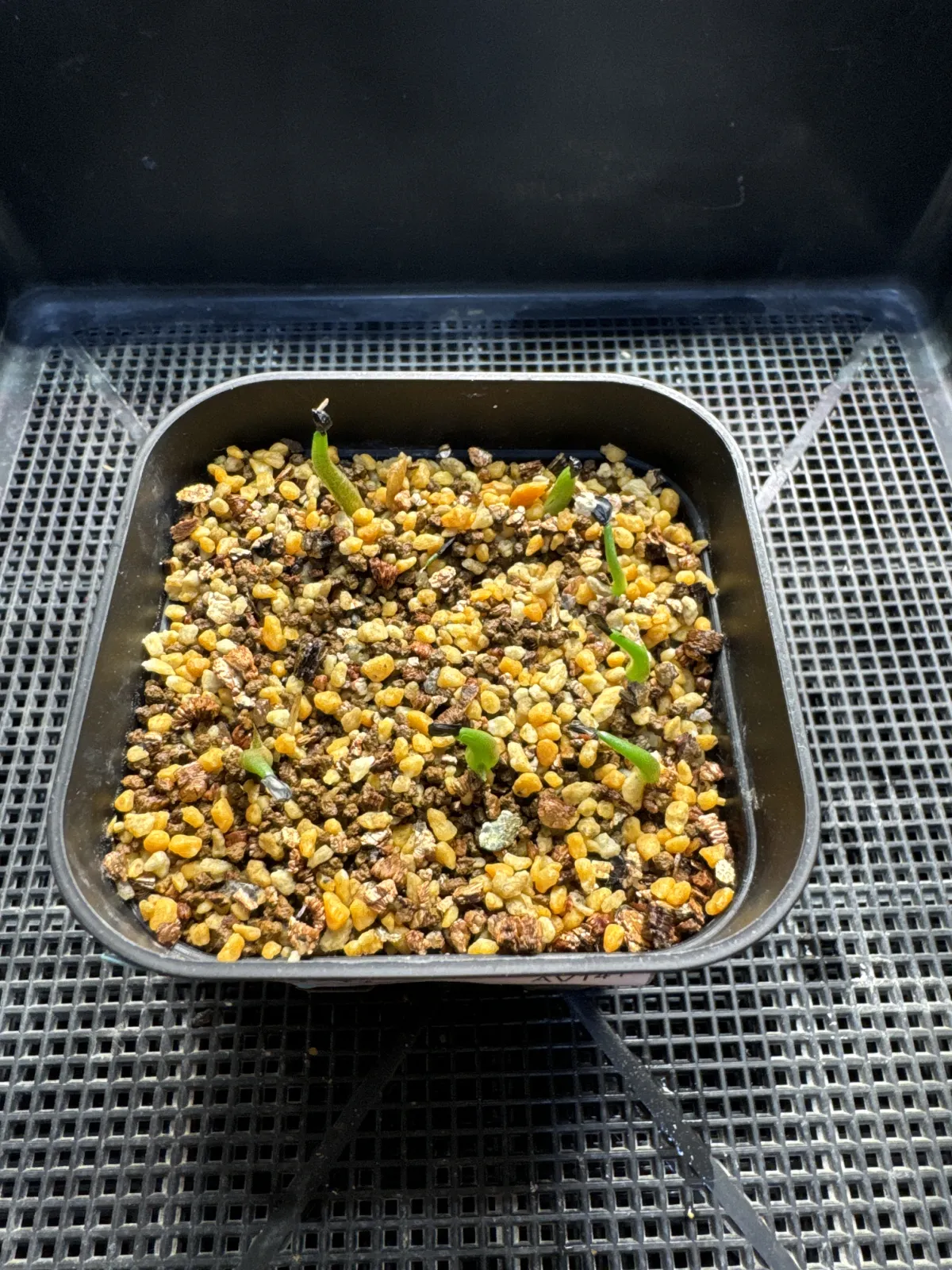 Agave titanota (アガベ チタノタ ドワーフ)