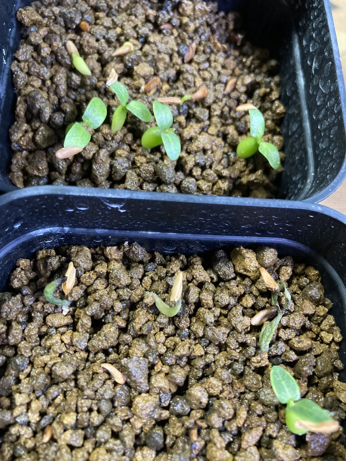 Pachypodium rosulatum (パキポディウム ロスラーツム)