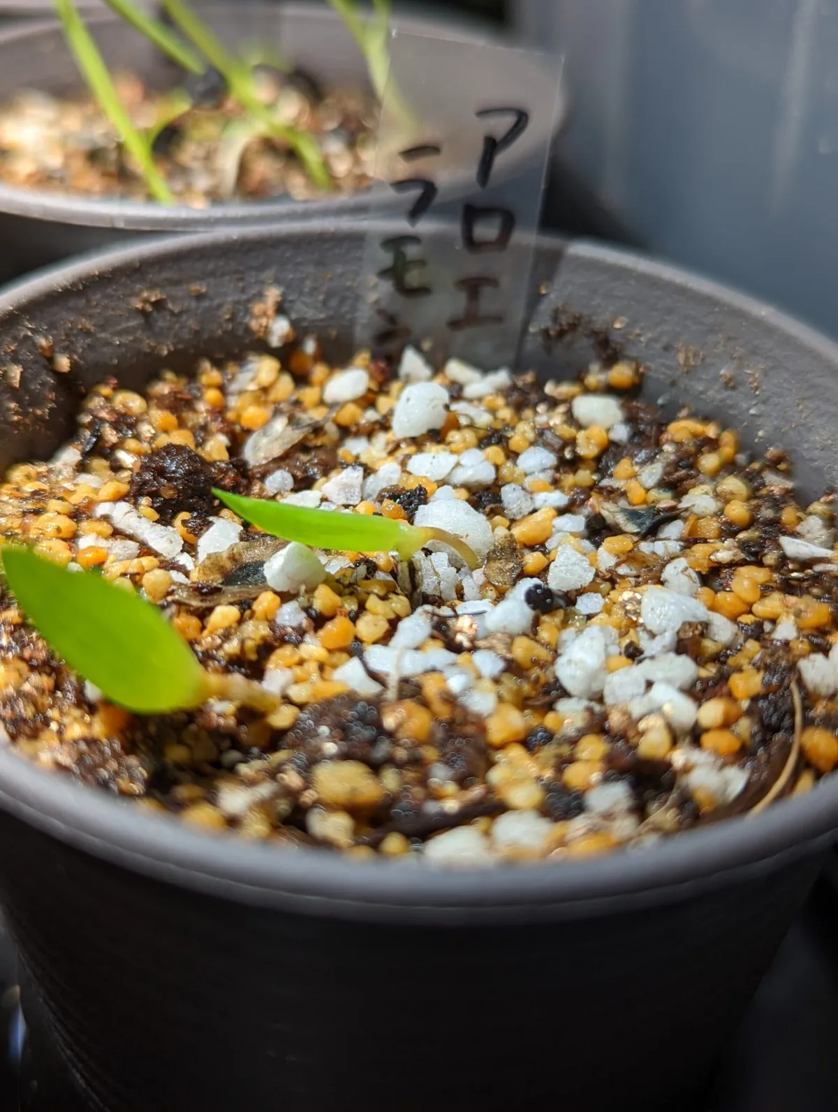 Aloe ramosissima (アロエ ラモシシマ)