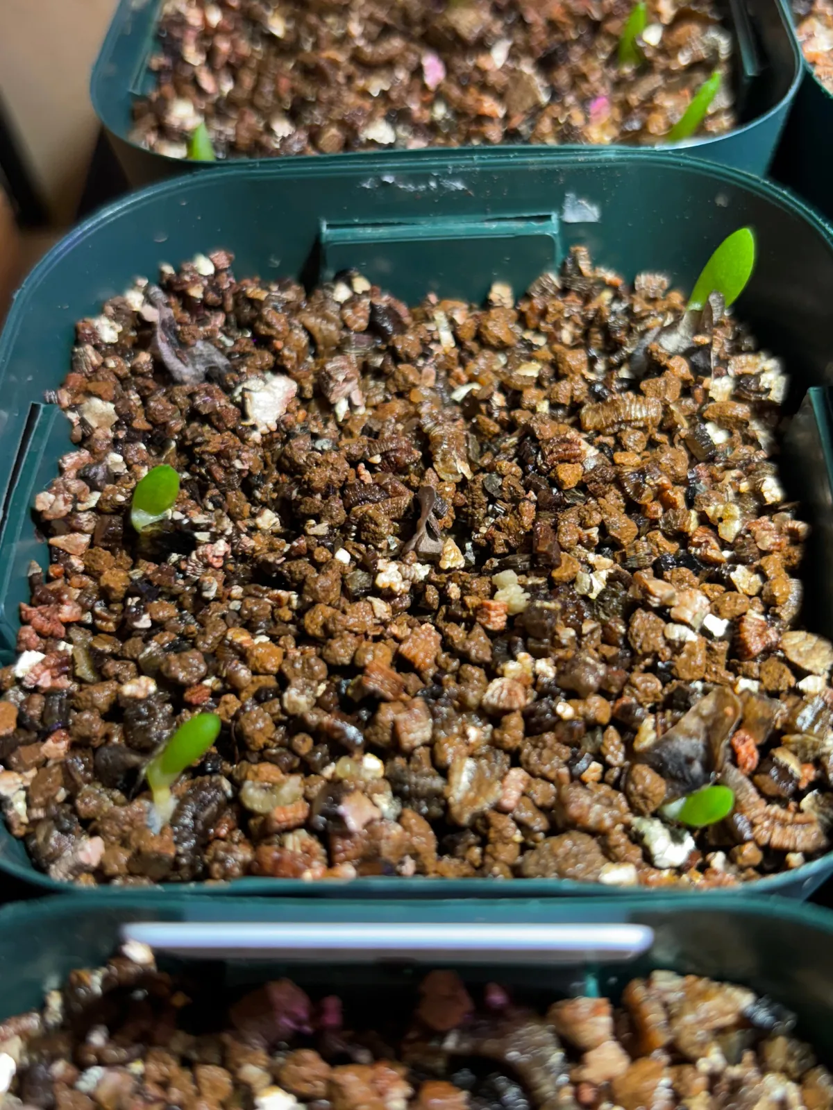 Aloe ramosissima (アロエ ラモシシマ)