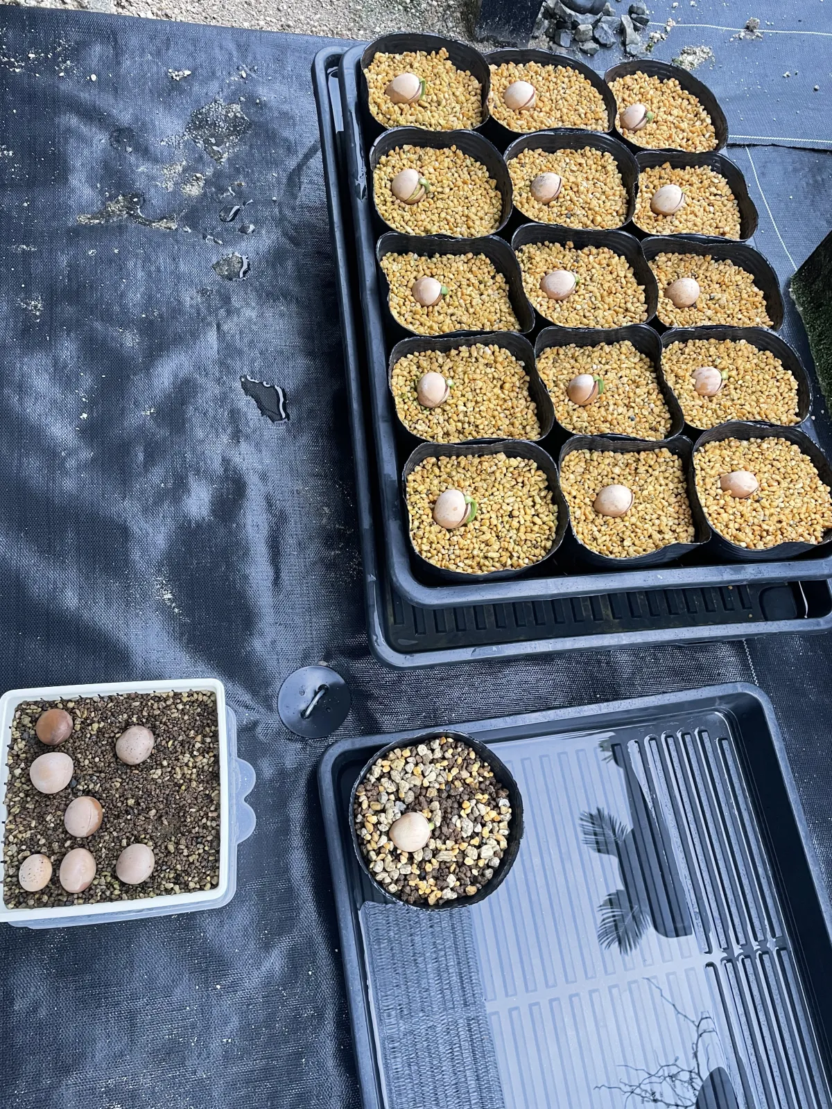 Cycas Cycas sp Thai Silver (サイカス タイシルバー)