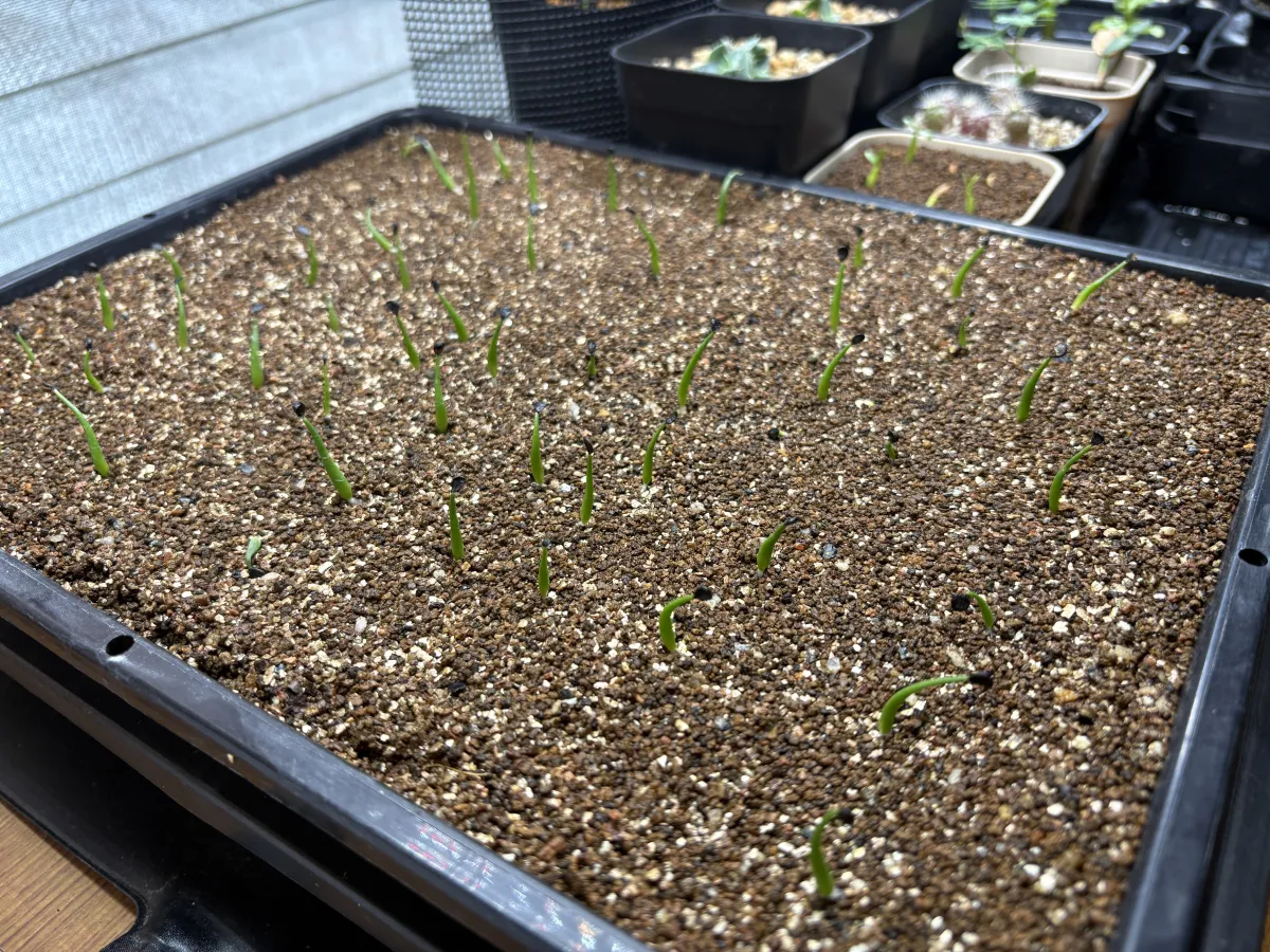 Agave utahensis var. eborispina (アガベ エボリスピナ)