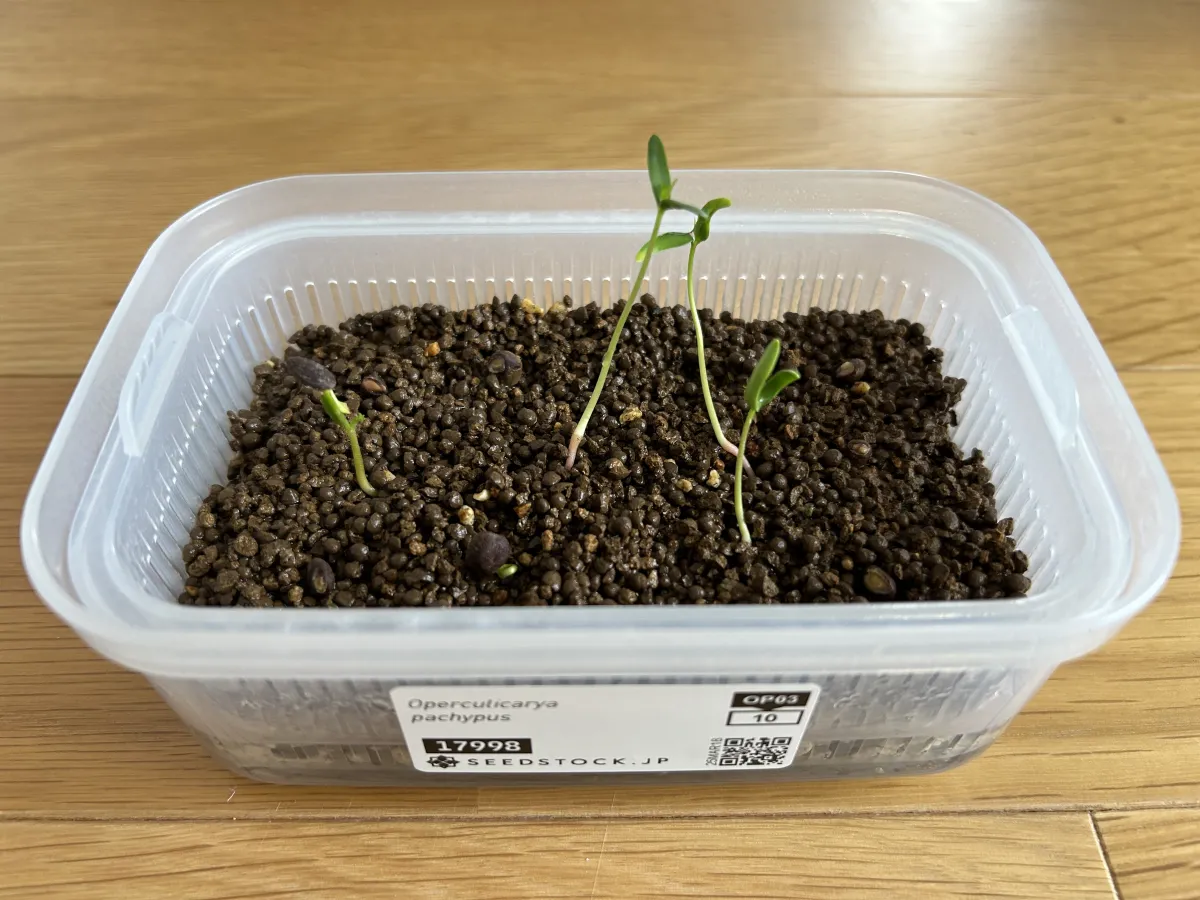 Operculicarya pachypus (オペルクリカリア パキプス)