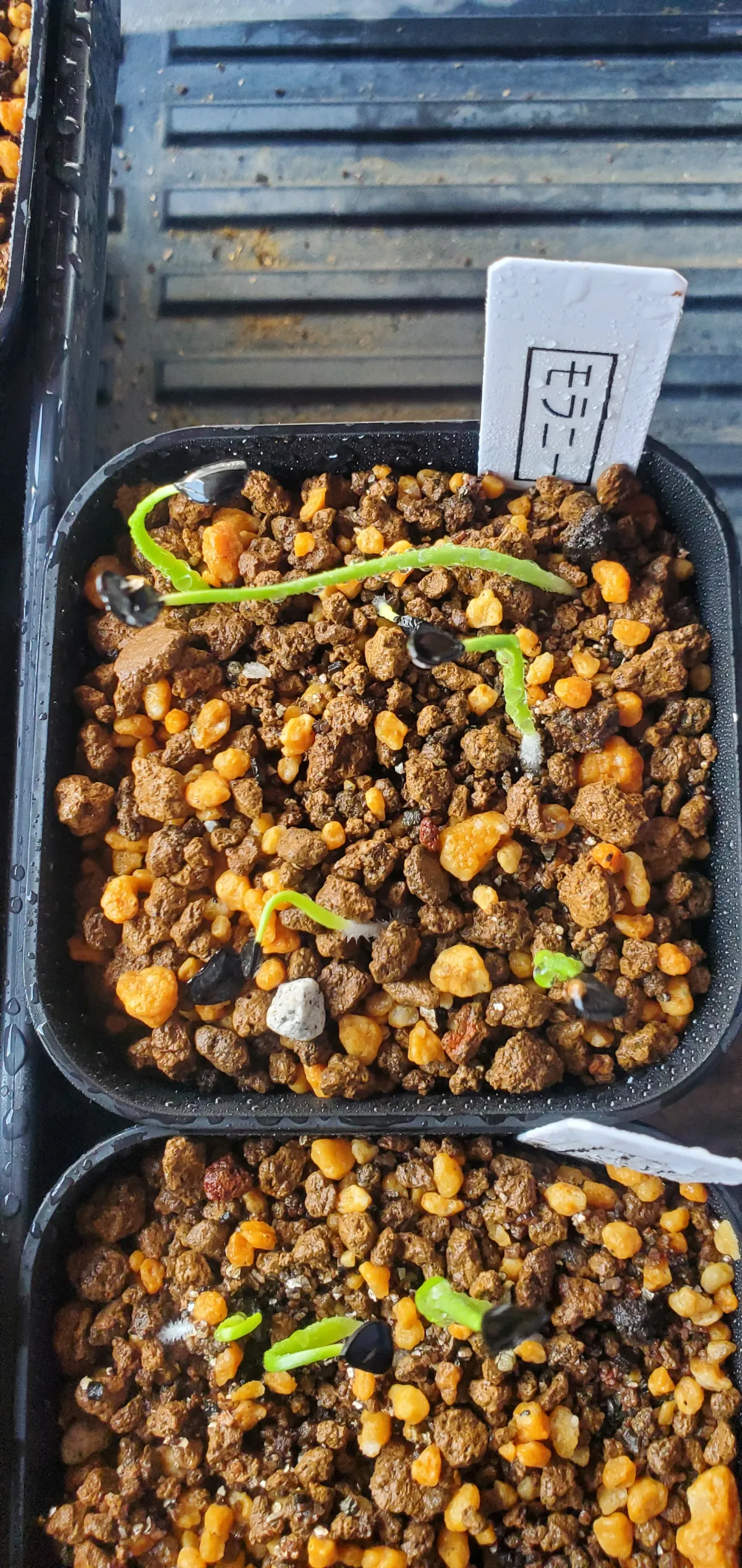 Agave moranii (アガベ モラニー)