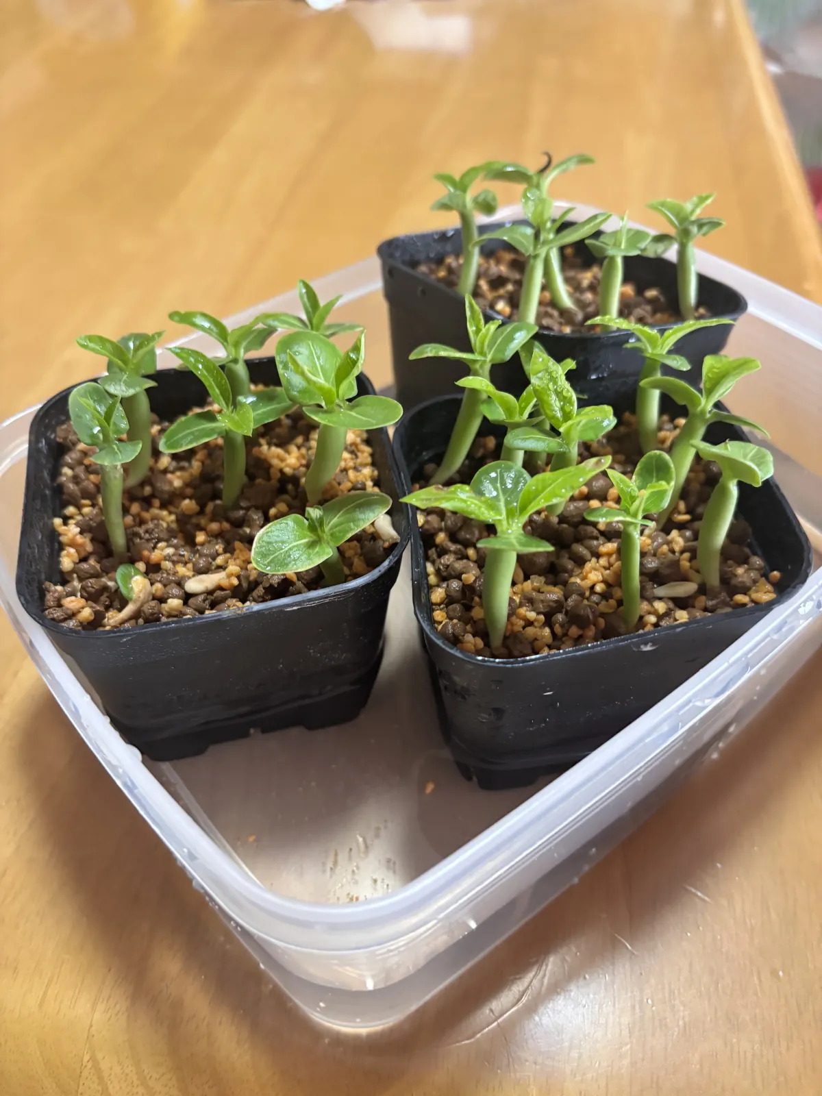 Pachypodium lamerei var. ramosum (パキポディウム ラモサム)