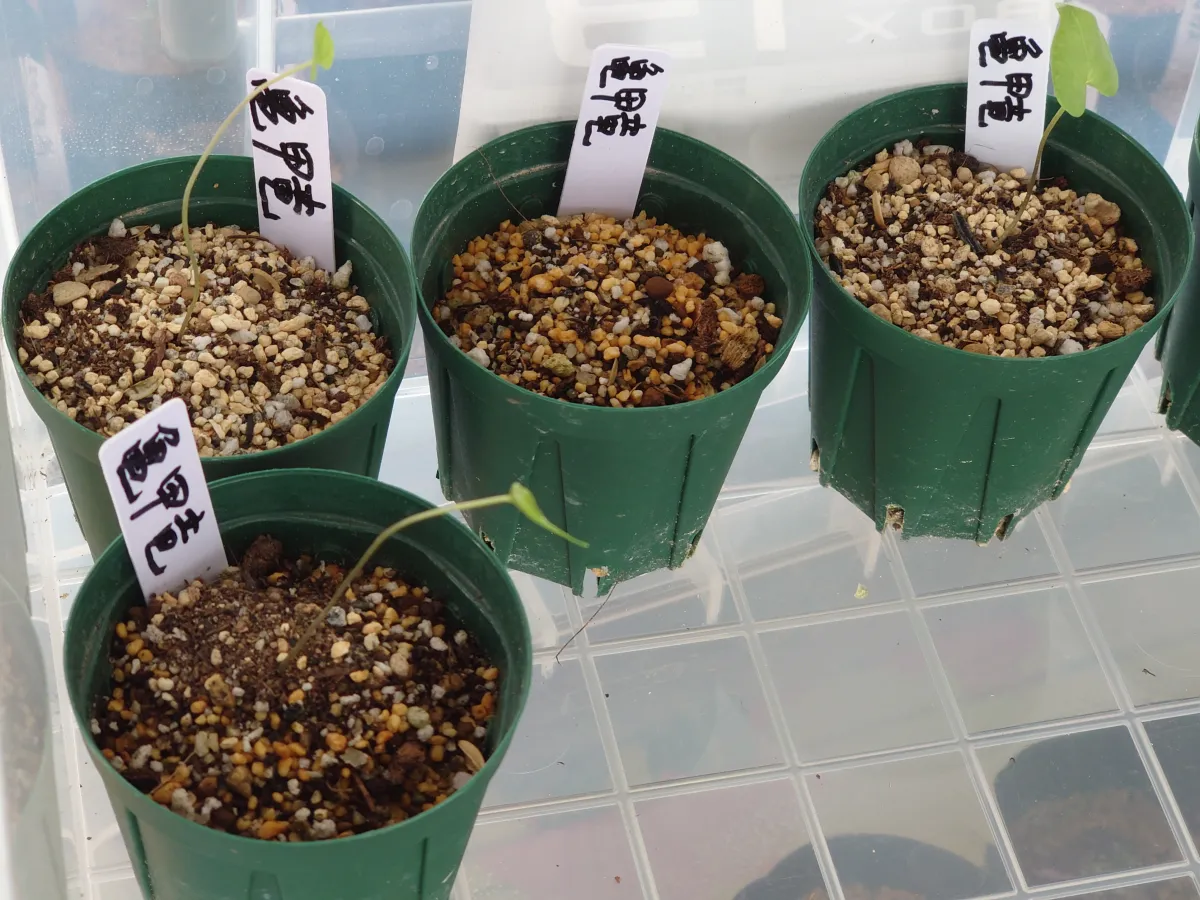 Dioscorea elephantipes (ディオスコレア エレファンティペス アフリカ亀甲竜)