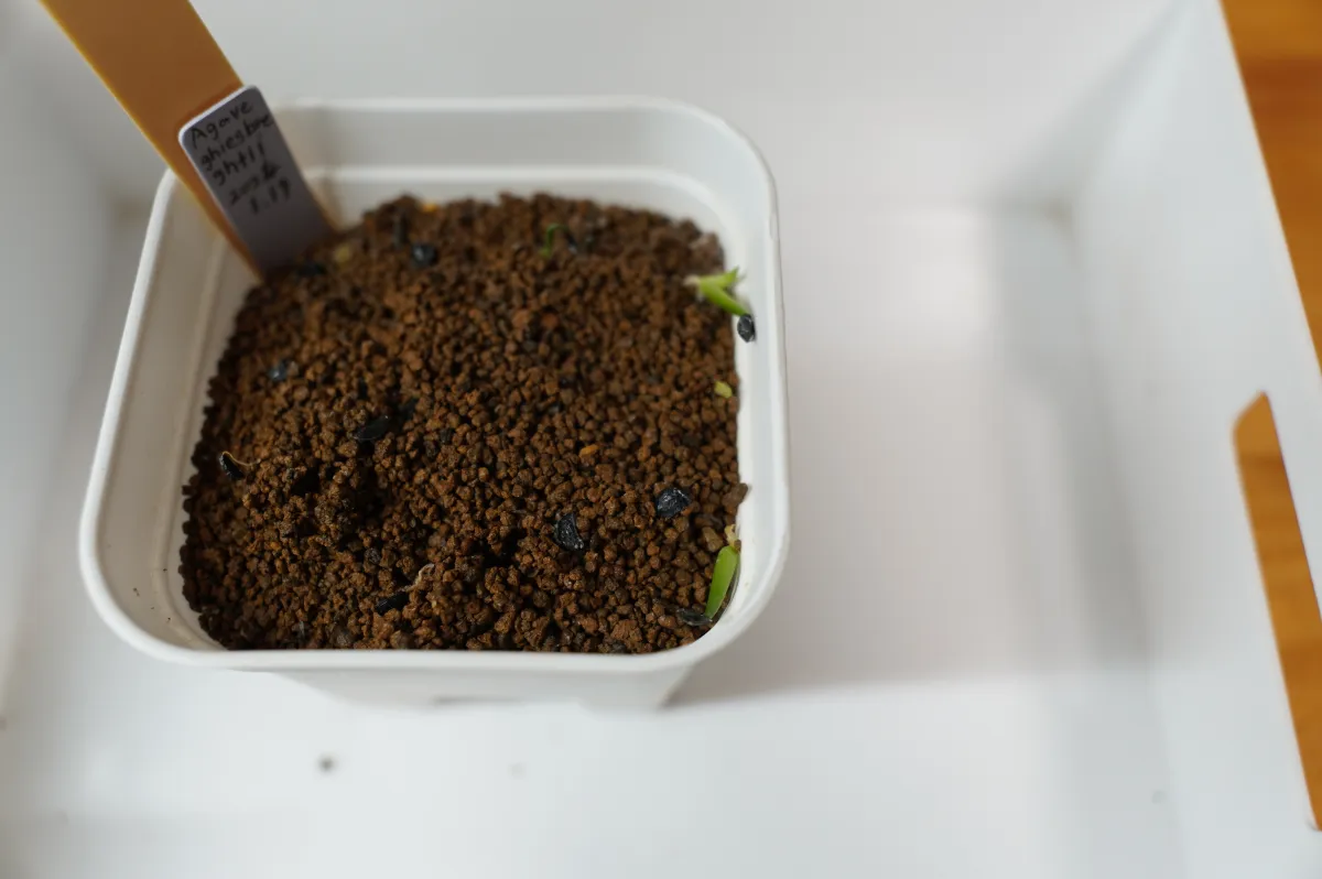 Agave ghiesbreghtii (アガベ ジェスブレイティ)