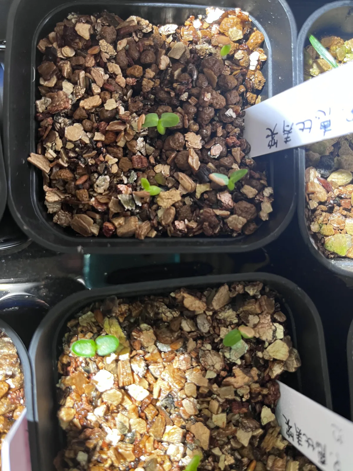 Pachypodium brevicaule subsp. leucoxanthum (パキポディウム レウコキサンツム)