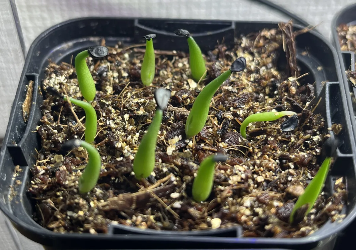 Agave nickelsiae (アガベ ニッケルシー)