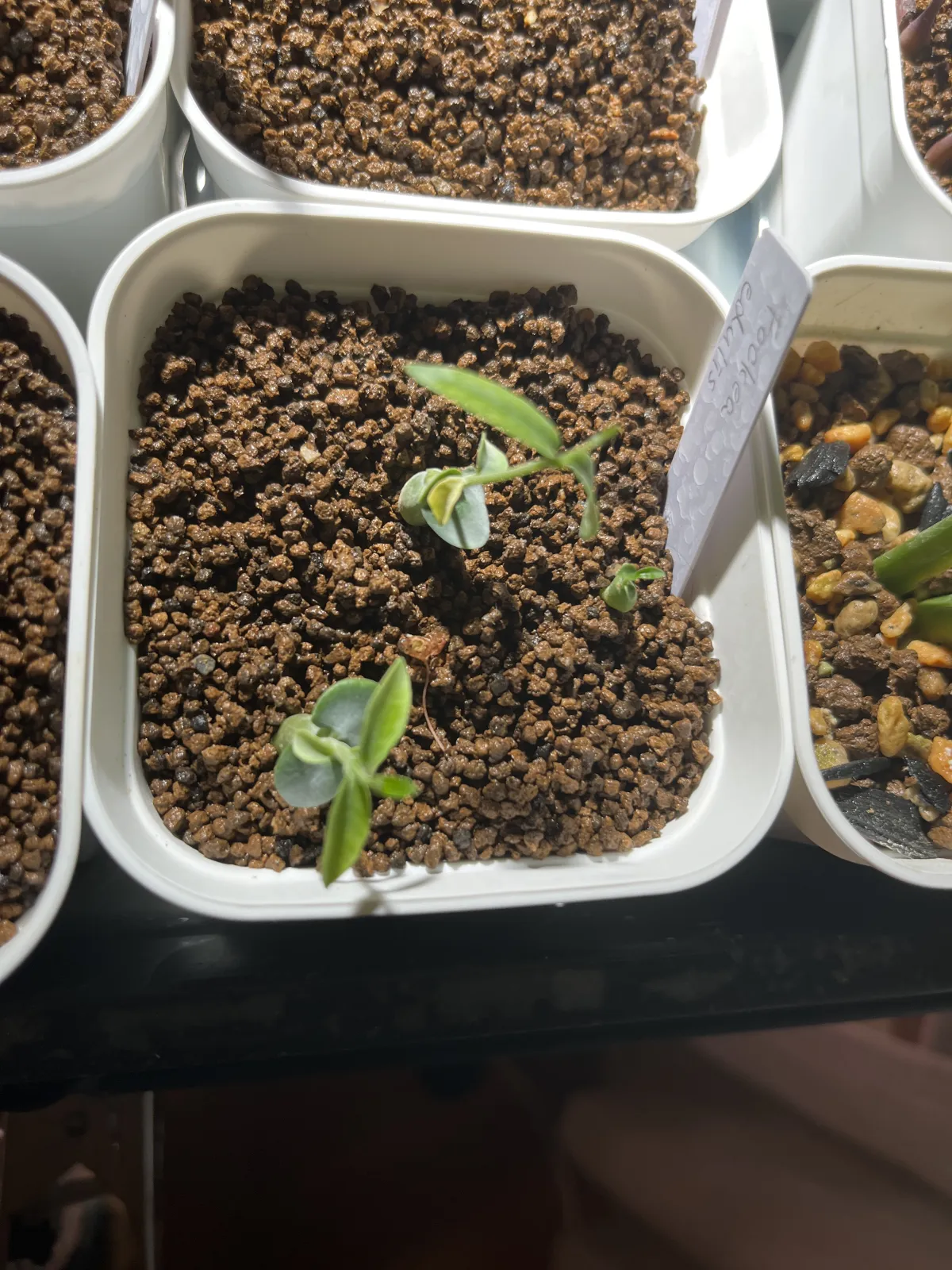 Fockea edulis (フォッケア 火星人)