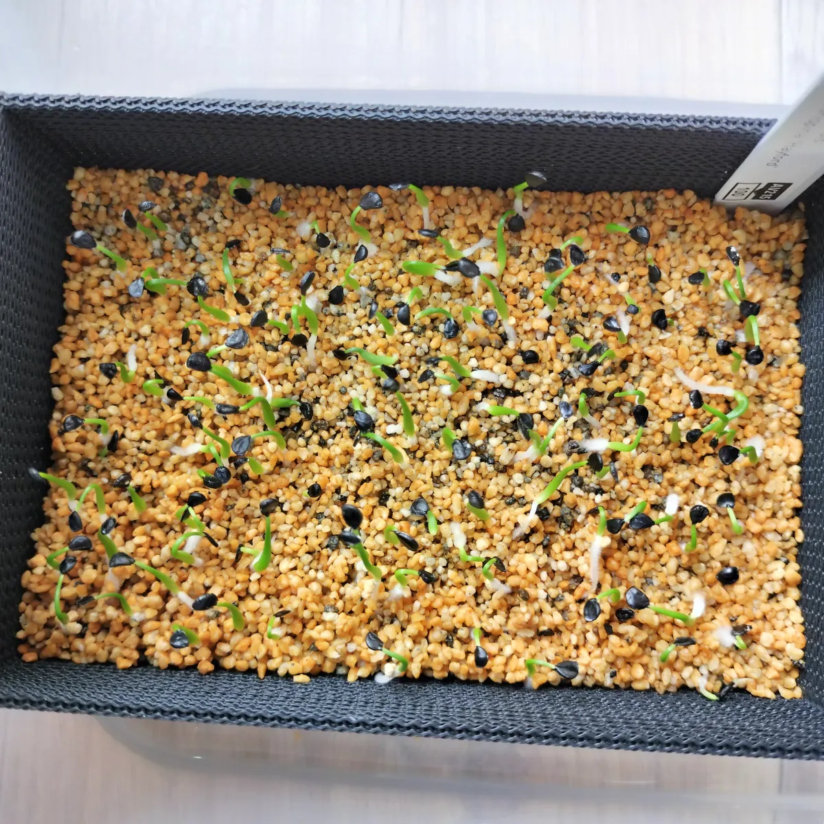 Agave utahensis var. eborispina 'Hayford' (アガベ エボリスピナ ヘイフォード)