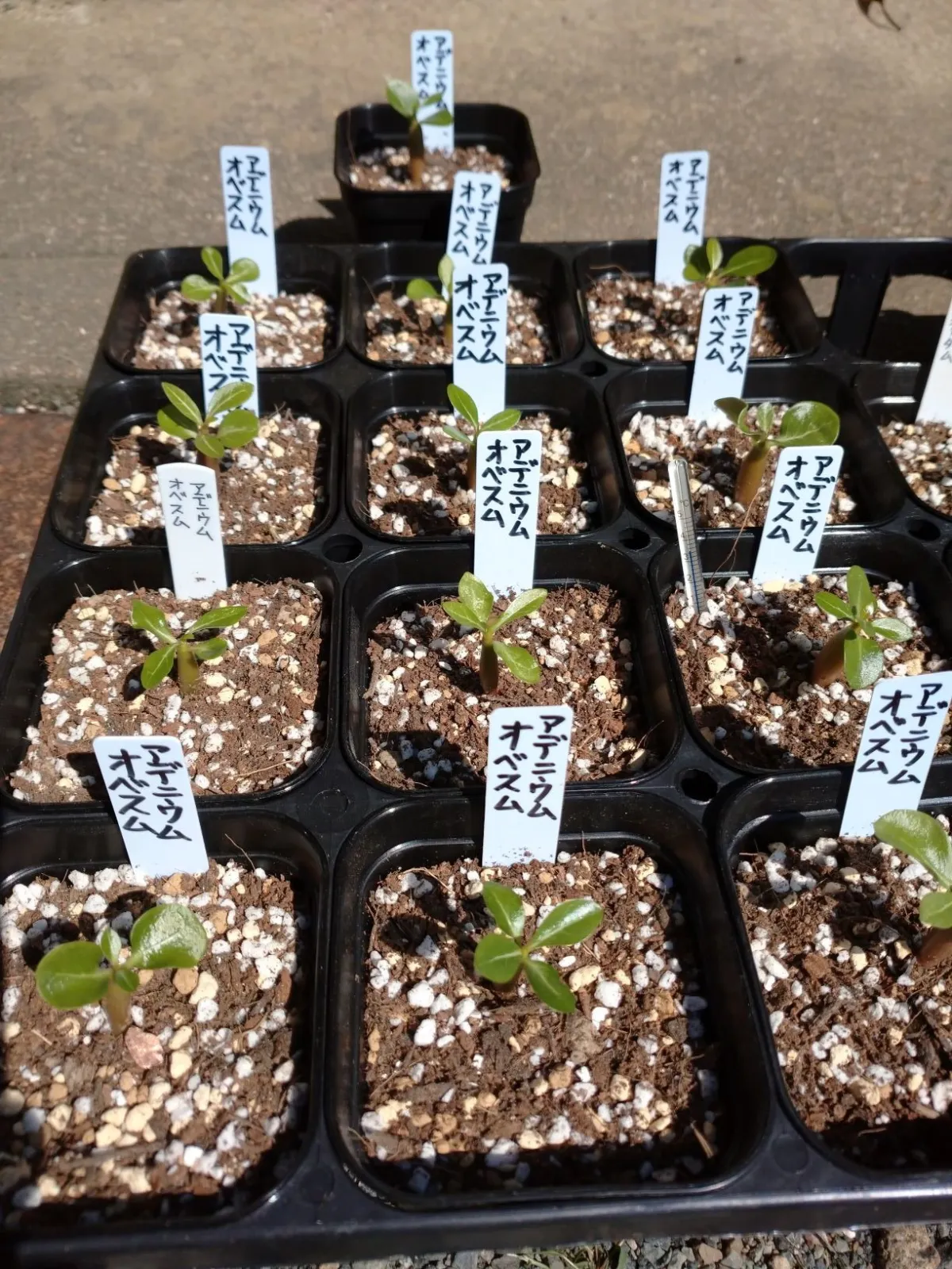 Adenium obesum (アデニウム オベスム)