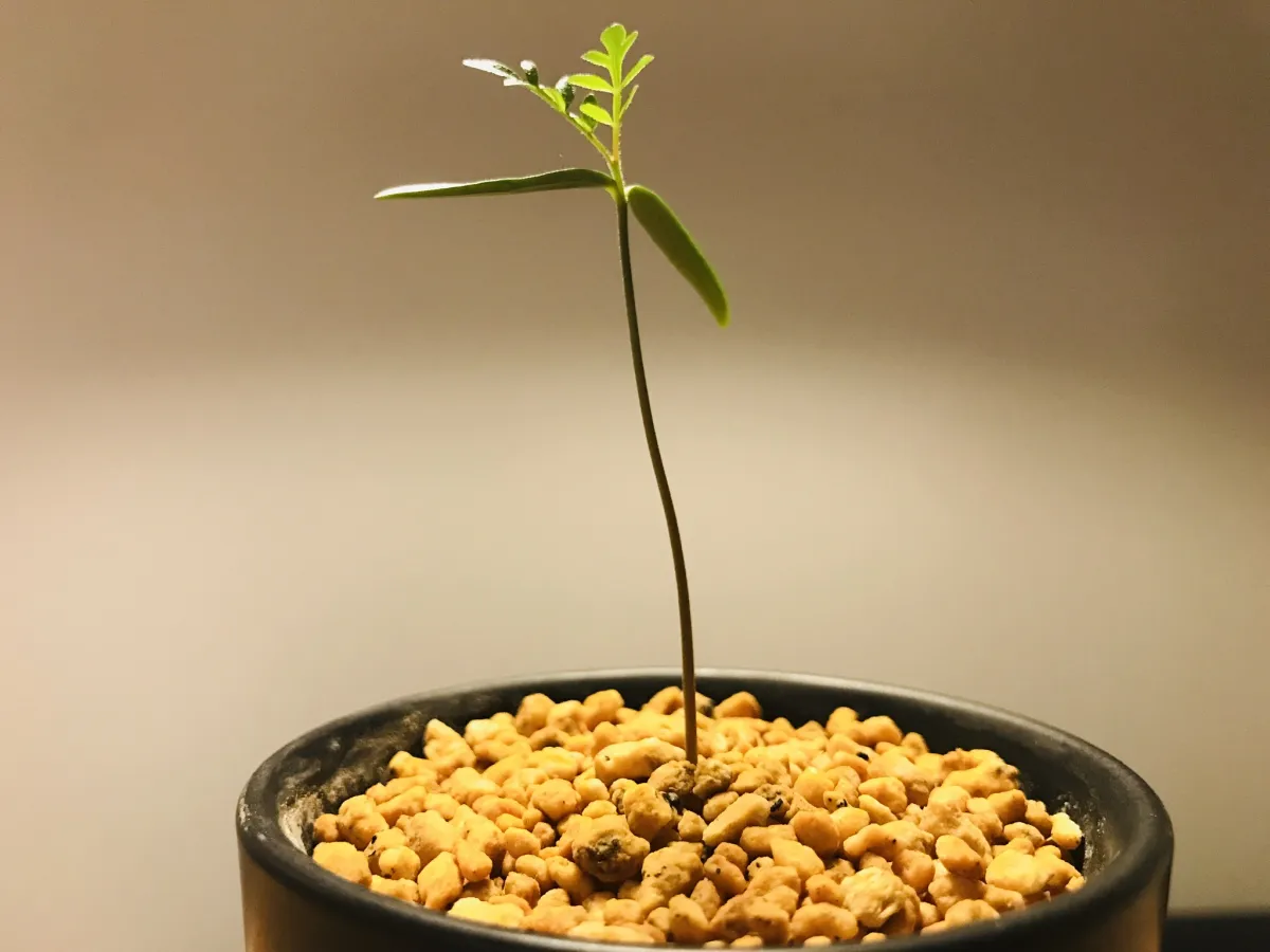 Operculicarya borealis (オペルクリカリア ボレアリス)