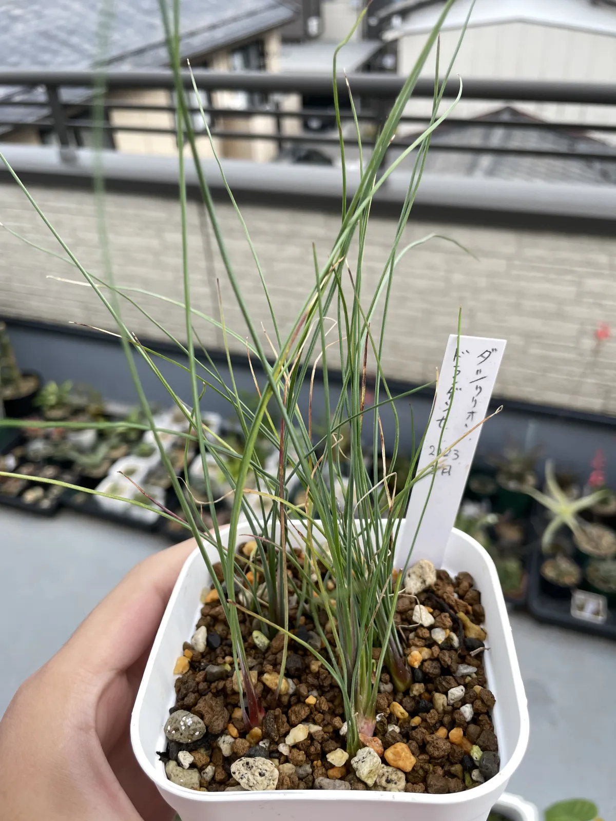 Dasylirion durangense (ダシリリオン ドランゲンセ)