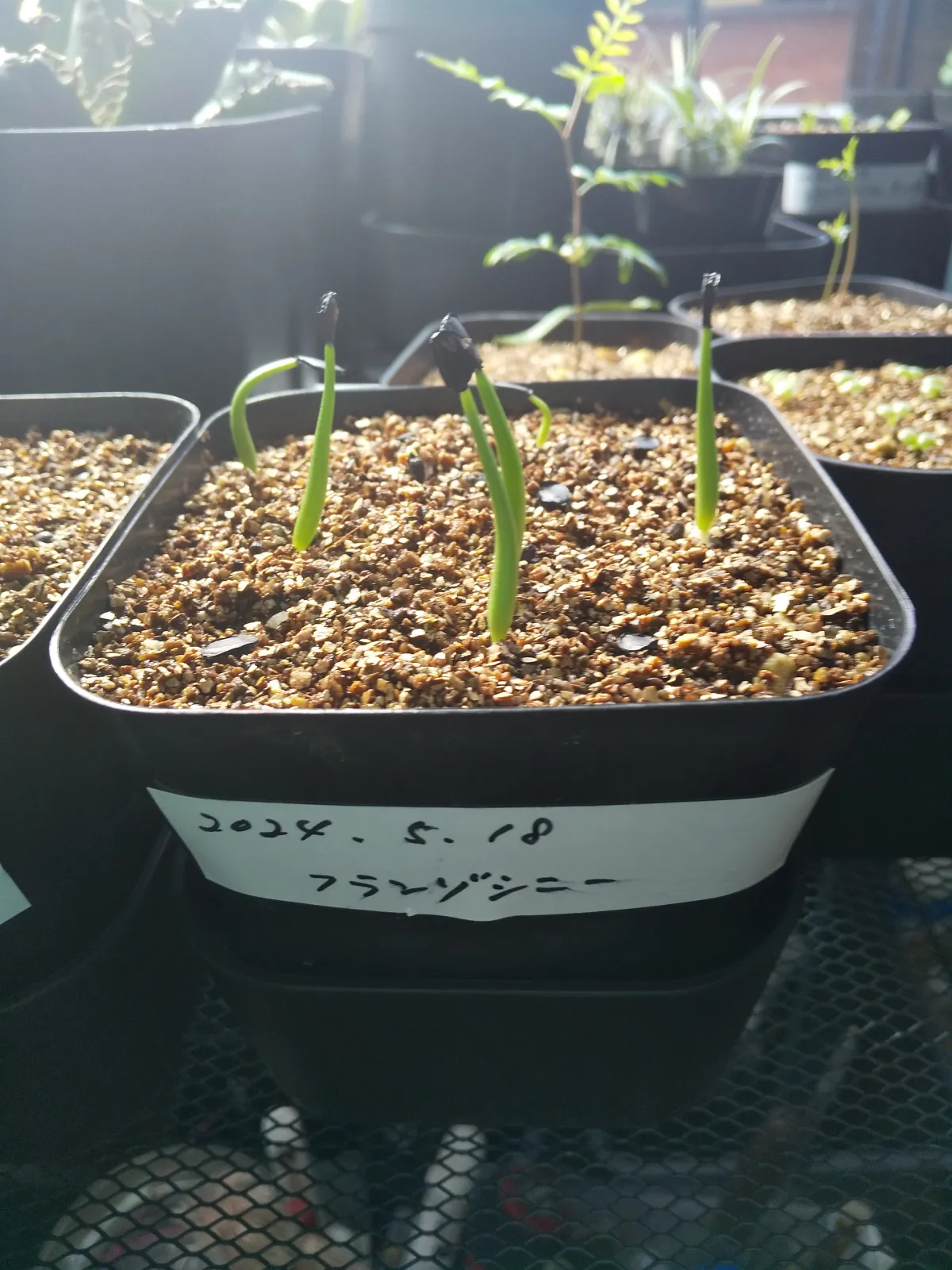 Agave americana var. franzosinii (アガベ フランゾシニー)