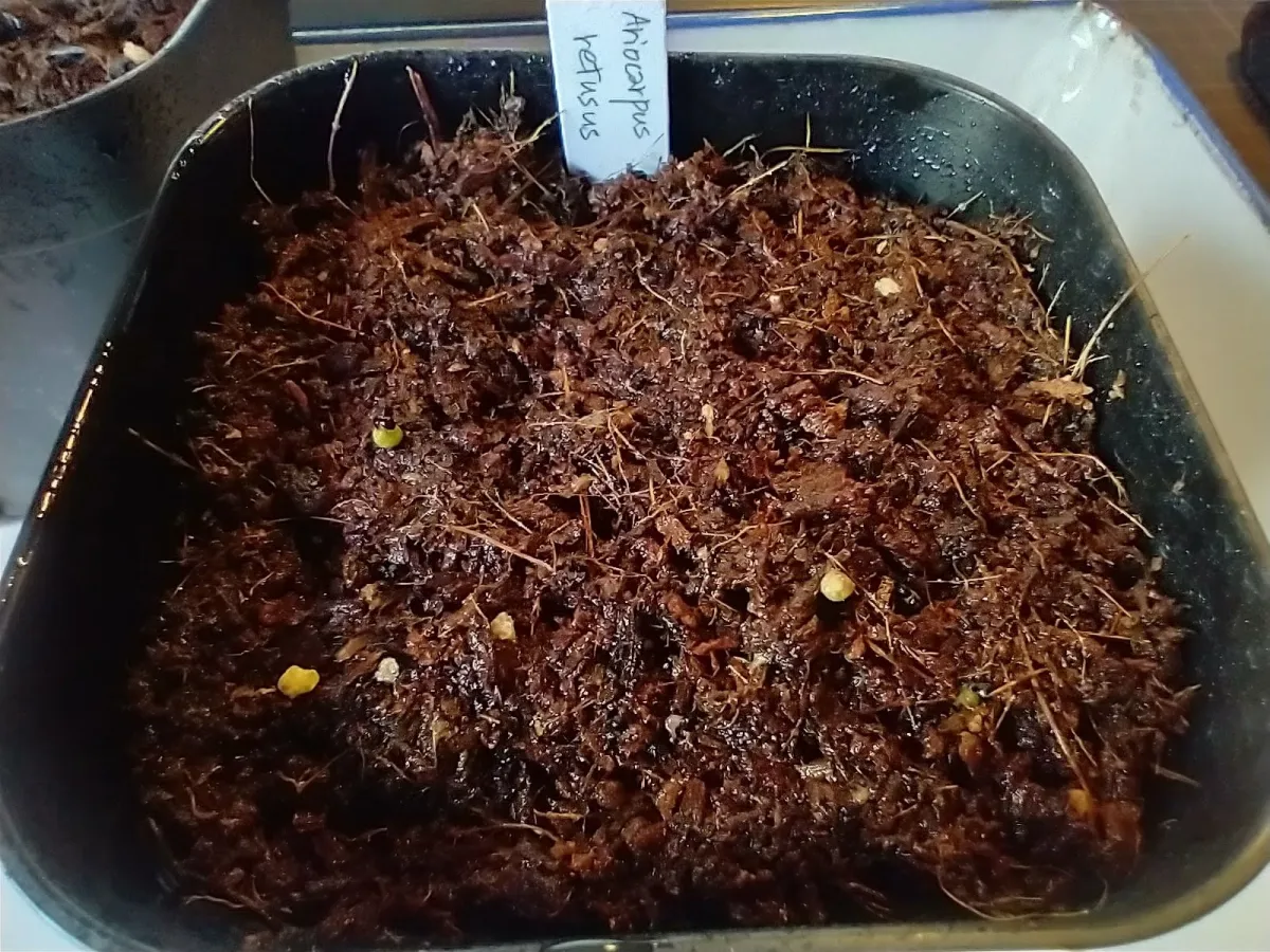 Ariocarpus retusus Seven Stars (アリオカルプス レツーサス 岩牡丹)